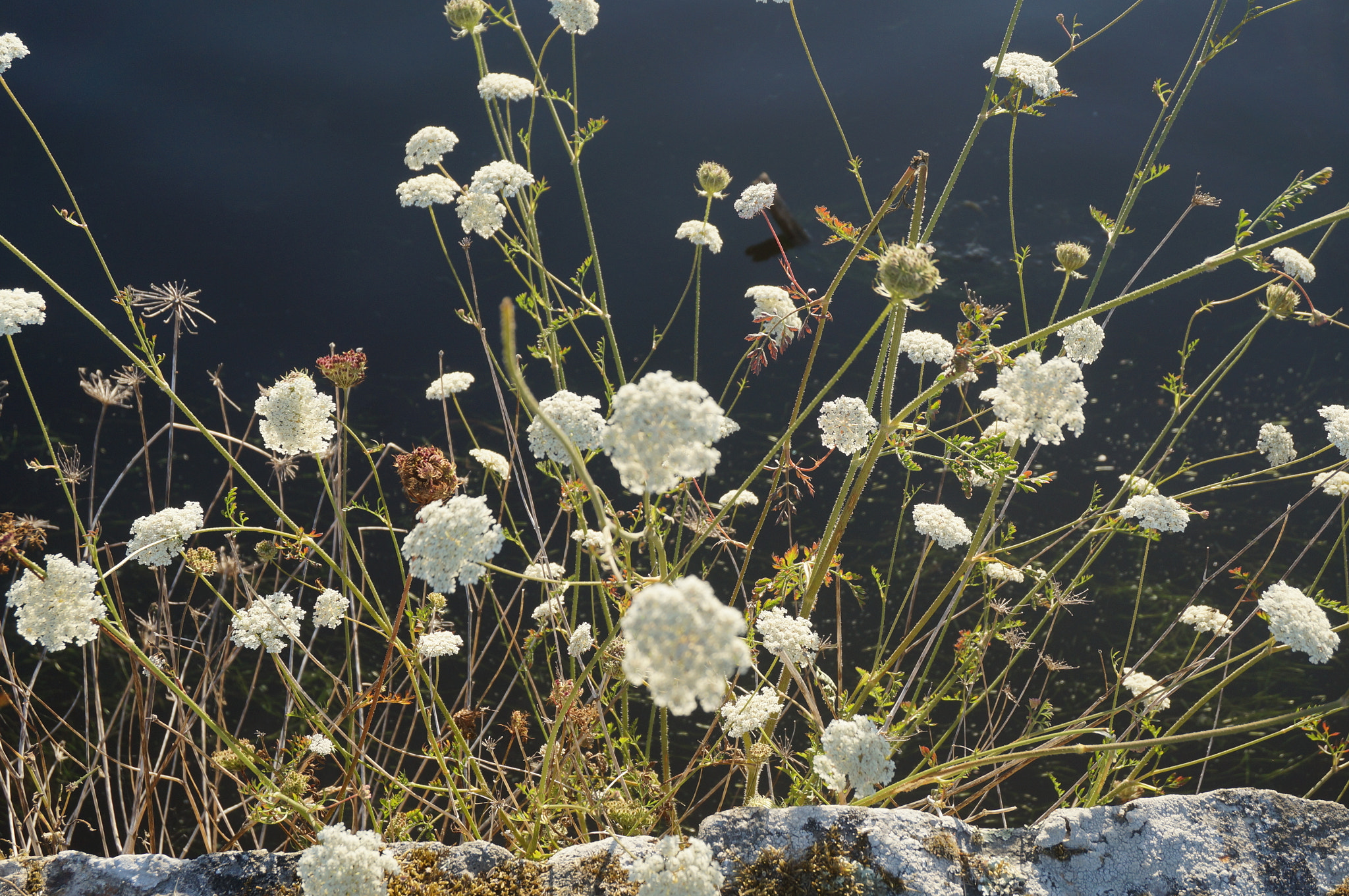 Sony Alpha NEX-3N + Sony E 18-50mm F4-5.6 sample photo. Bouquet de fleurs sur un mur de pierre photography