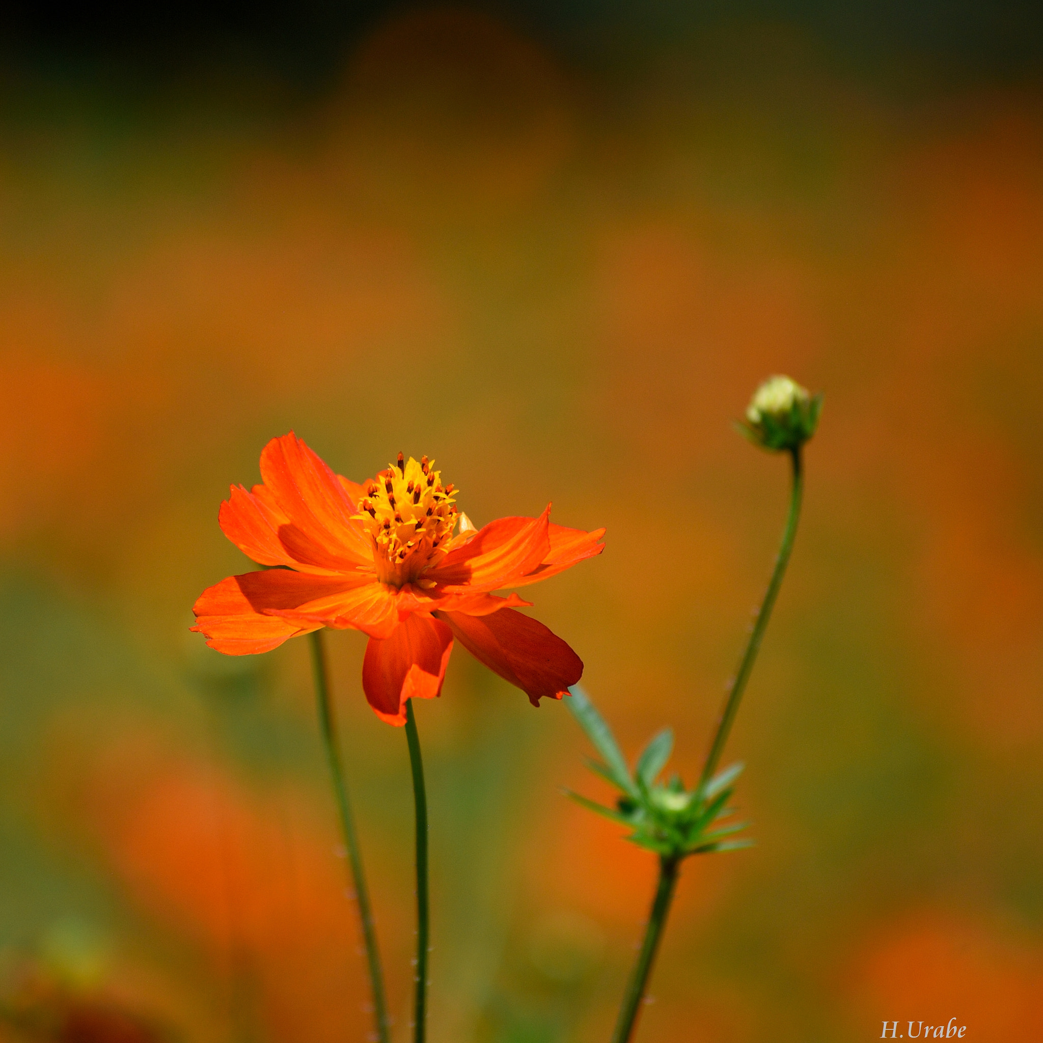 Nikon D200 sample photo. Cosmos sulphureus photography