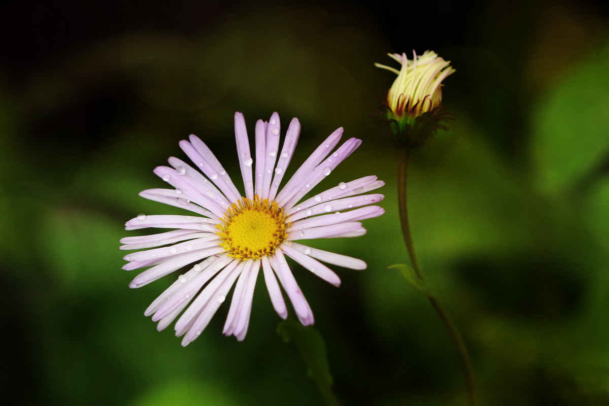Canon EF 100mm F2.8 Macro USM sample photo. Pretty aster photography
