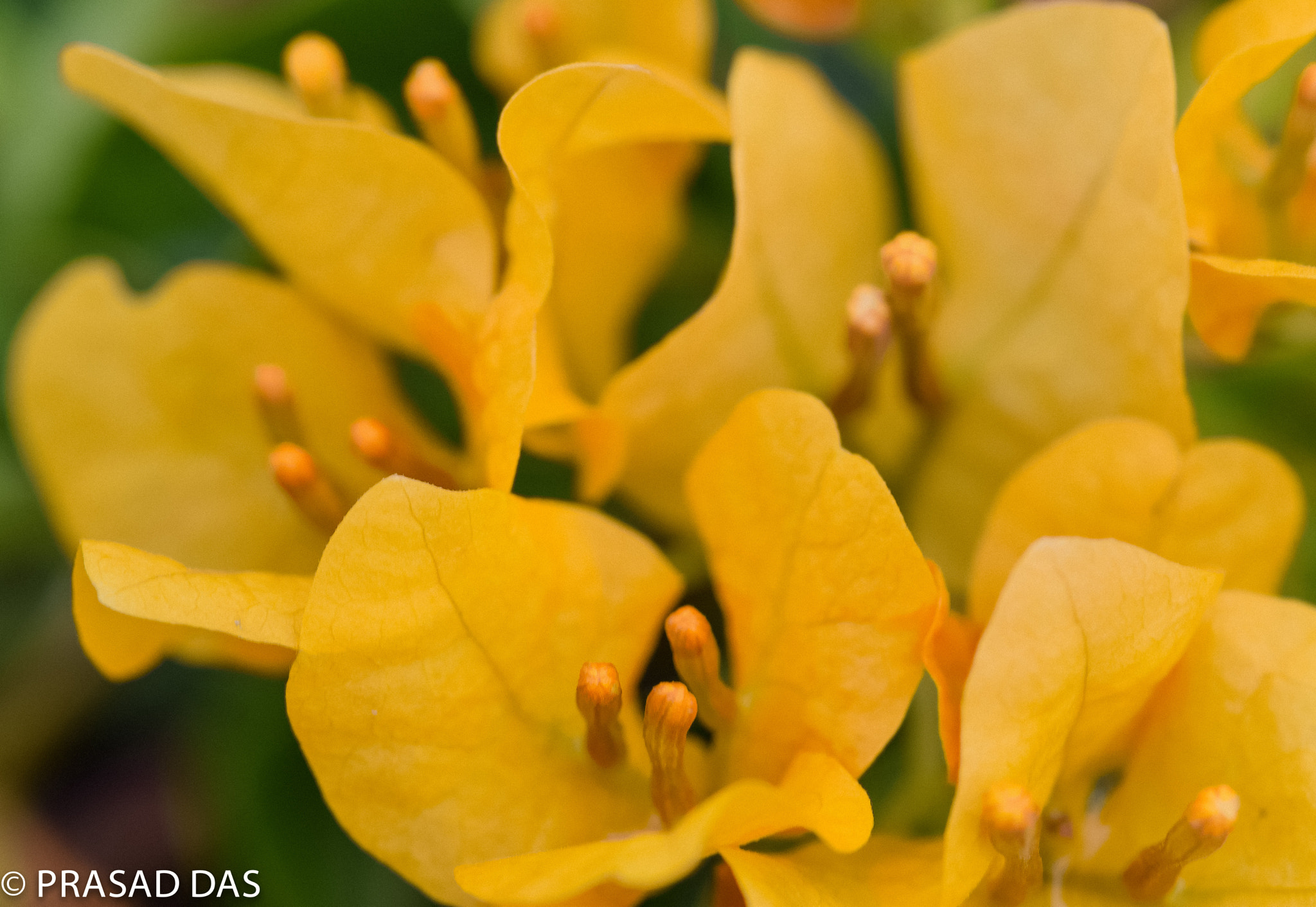 Nikon AF-S Micro-Nikkor 105mm F2.8G IF-ED VR sample photo. Yellow photography