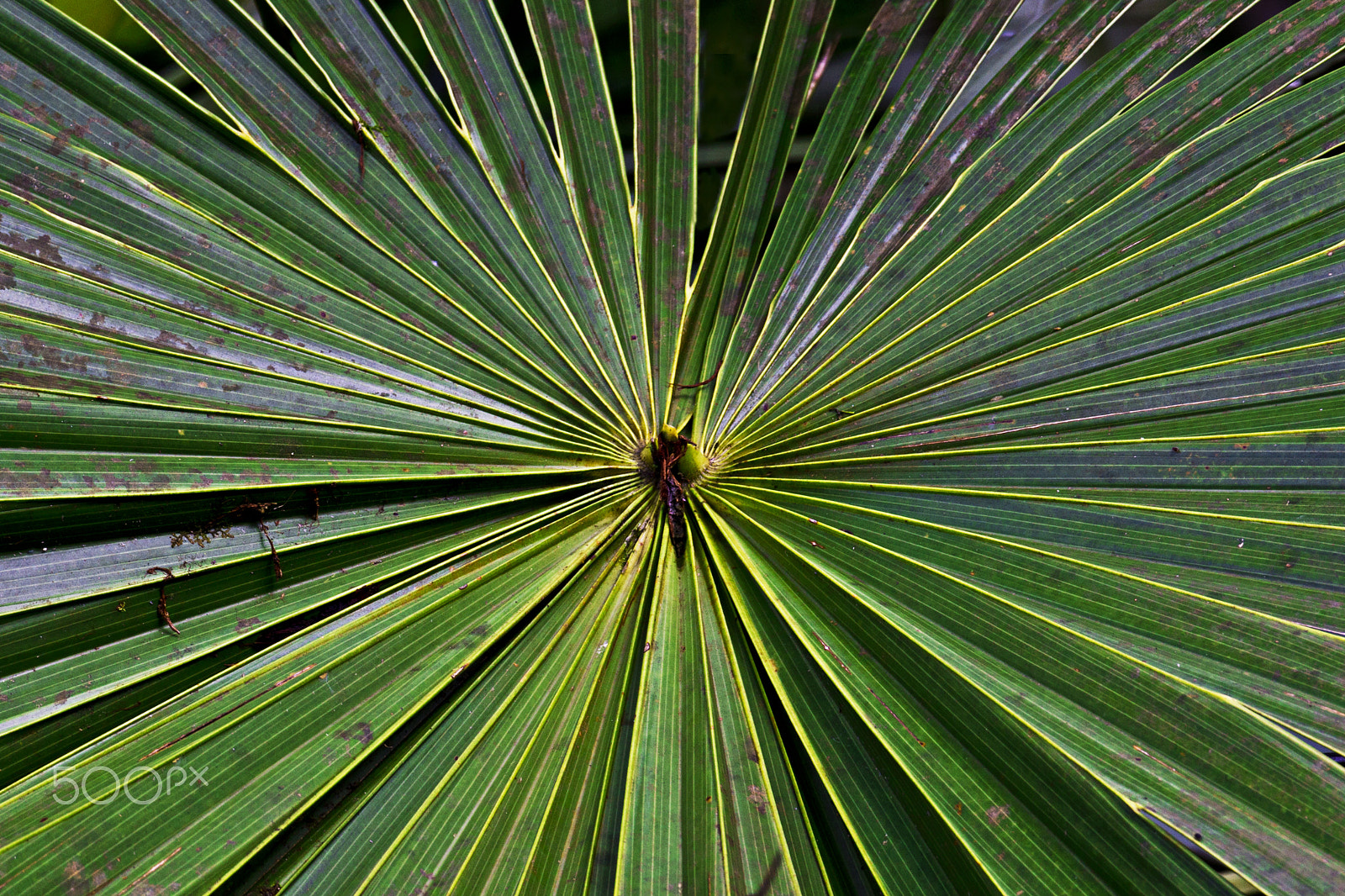 Sony SLT-A77 + Sony 70-400mm F4-5.6 G SSM sample photo. Jungle leaves photography