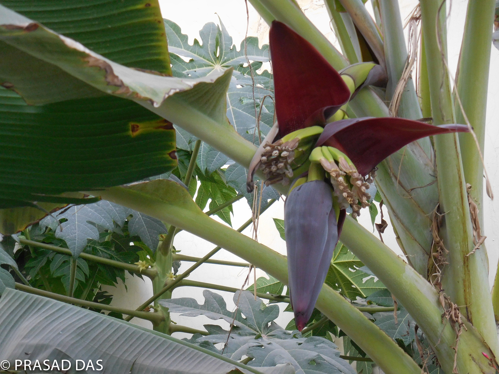 Nikon Coolpix S6900 sample photo. Ava banana tree fruiting buds (of ) photography