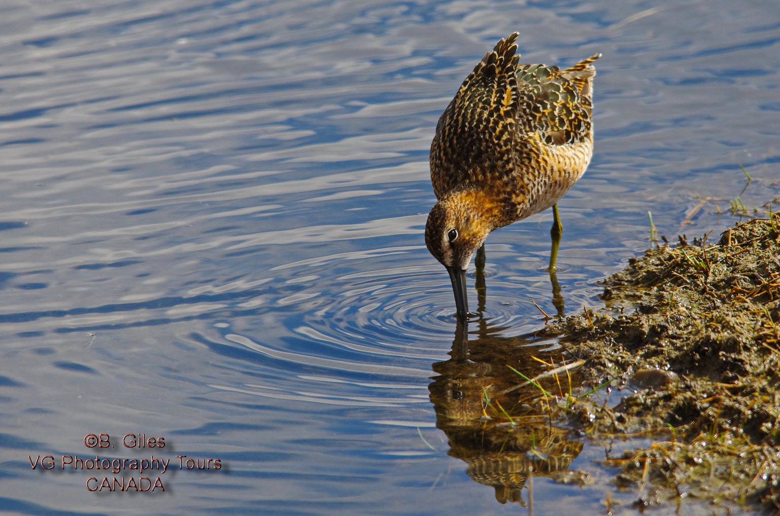 Pentax K-5 IIs + Sigma 150-500mm F5-6.3 DG OS HSM sample photo. Long-billed dowitcher photography