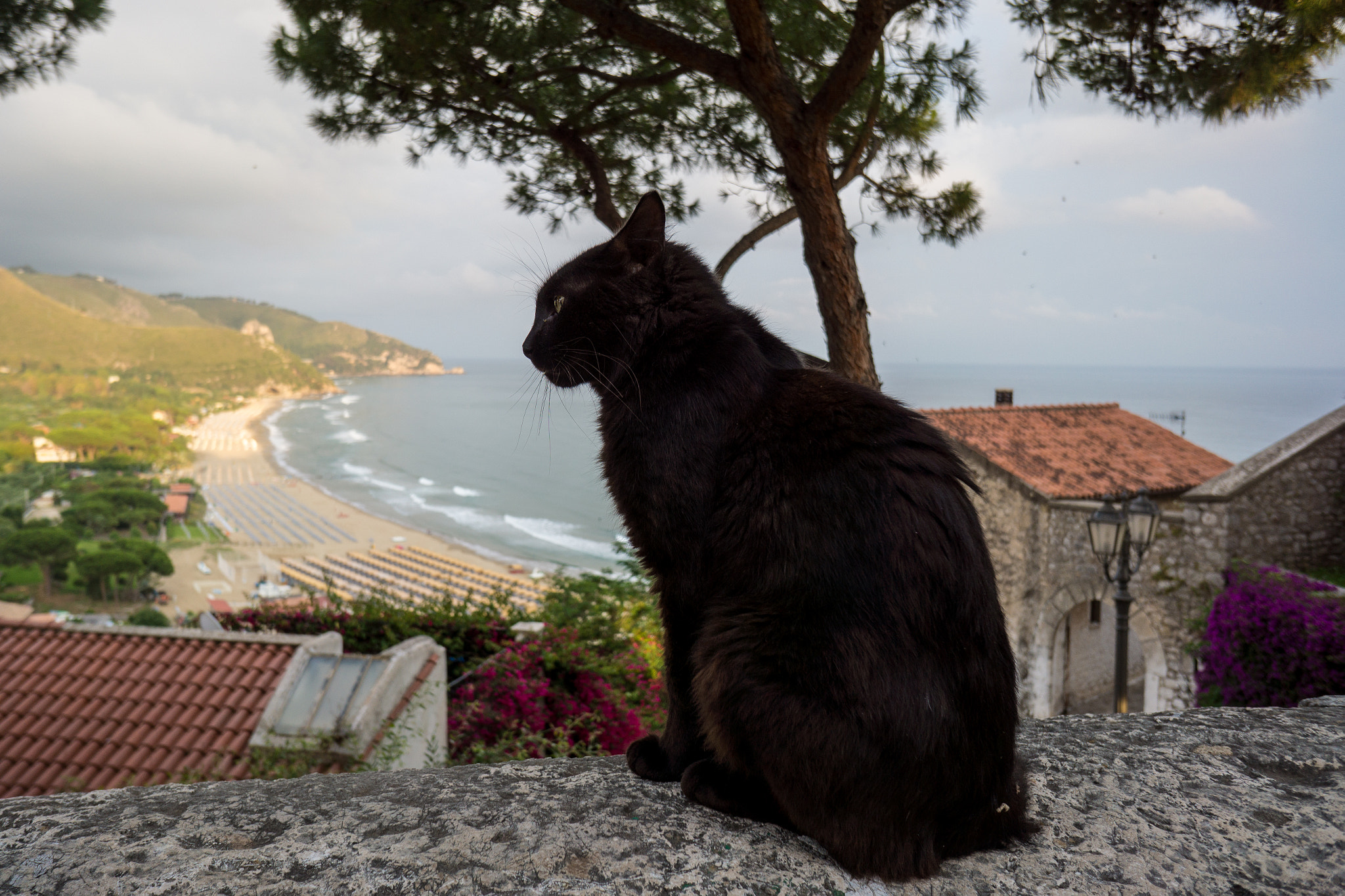Sony Alpha NEX-7 + Sony E 16mm F2.8 sample photo. Sperlonga cat photography