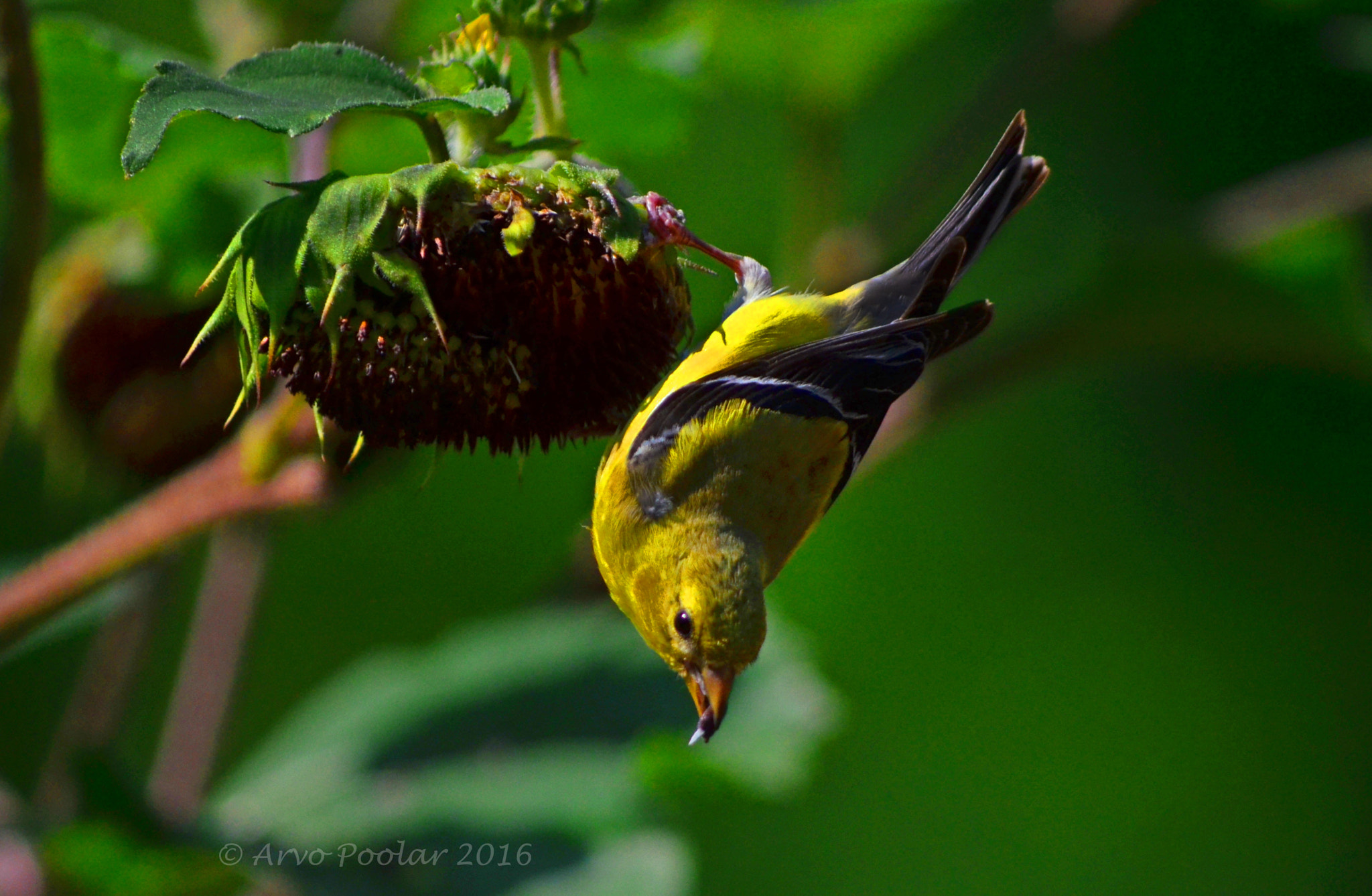 AF Nikkor 50mm f/1.8 N sample photo. Goldfinch photography