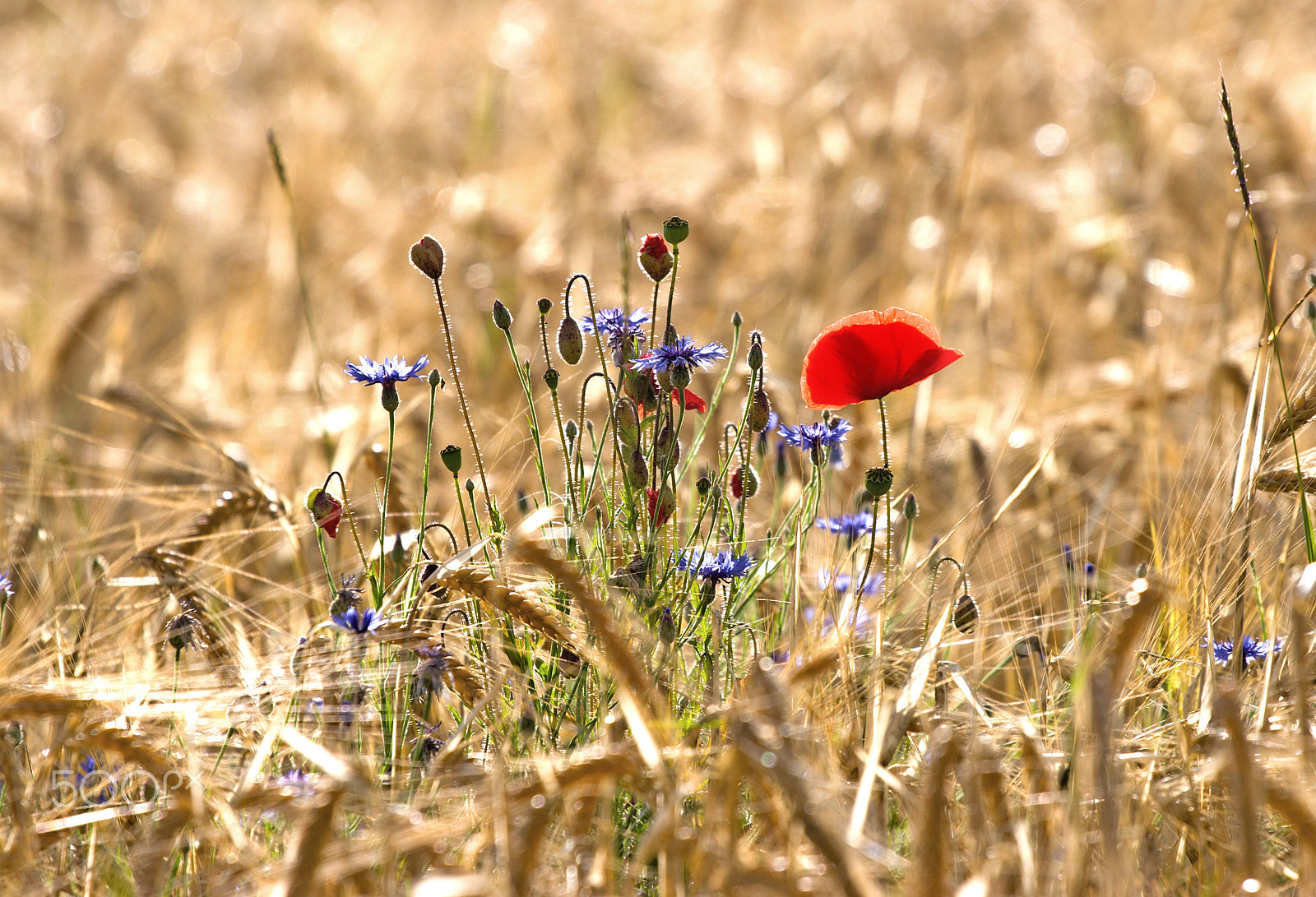 Canon EOS 30D + Canon EF 70-200mm F4L USM sample photo. Poppy and cornflower photography