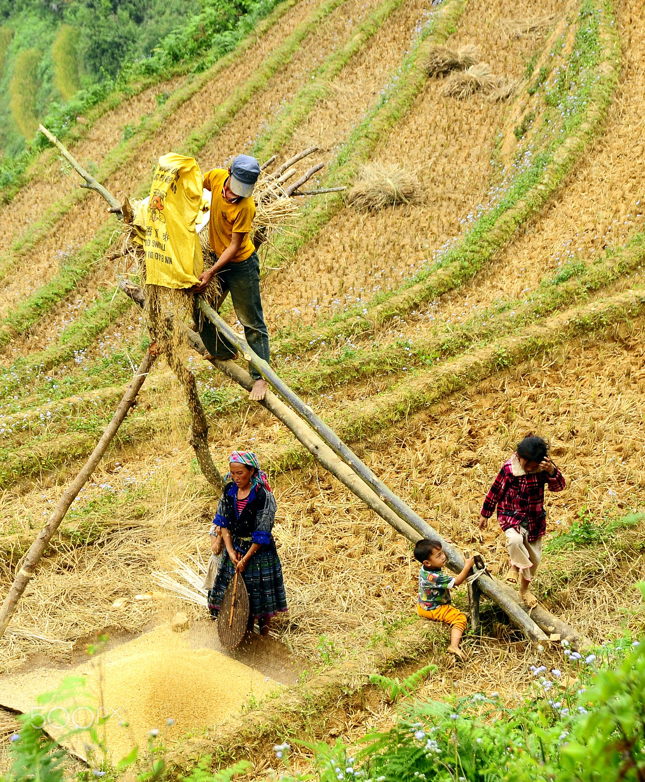 Nikon D300 sample photo. Rice filter photography