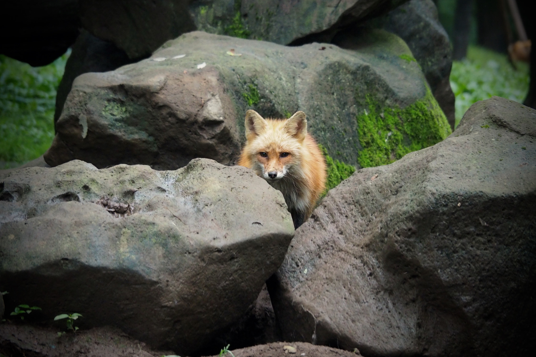Olympus M.Zuiko Digital ED 14-150mm F4-5.6 sample photo. Ezo red fox photography