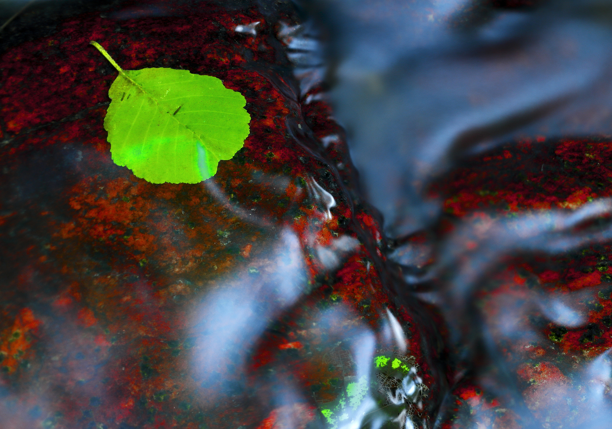 Canon EOS 7D + Canon EF 50mm F1.8 II sample photo. Leaf in water photography