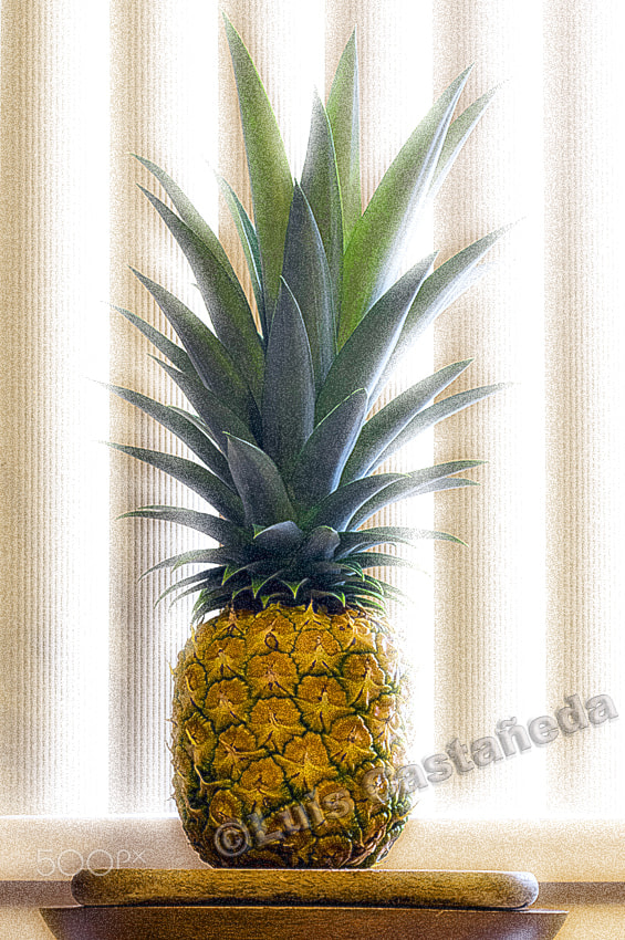 Pentax K-3 + Pentax smc FA 43mm F1.9 Limited sample photo. Pineapple (ananas comosus) photography