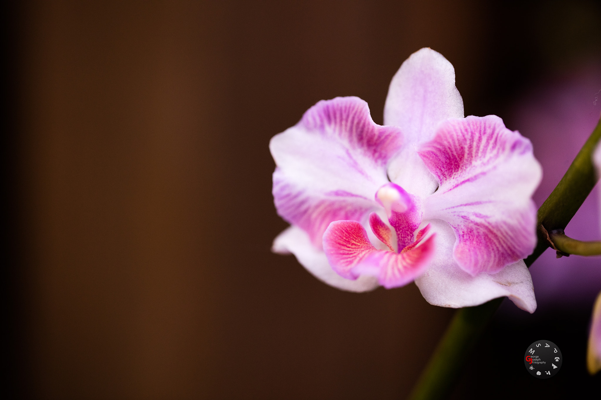 Canon EOS 5DS R sample photo. Orchid photography