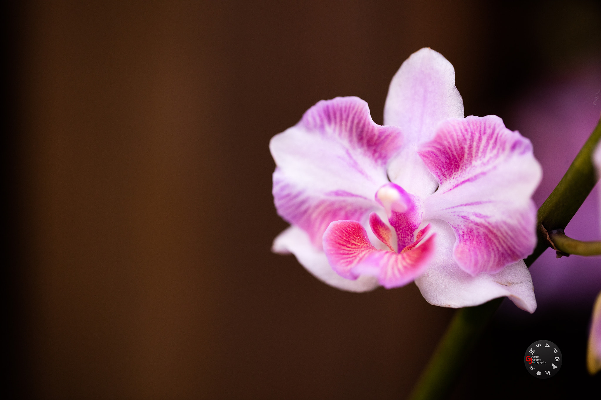 Canon EF 100mm F2.8L Macro IS USM sample photo. Orchid photography