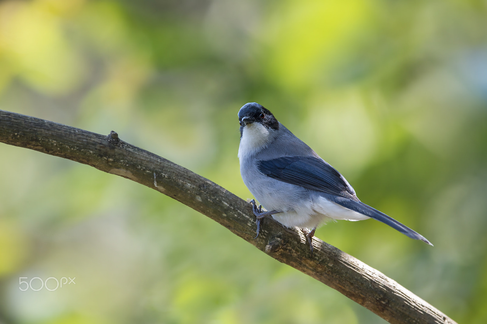 Nikon AF-S Nikkor 600mm F4E FL ED VR sample photo. Black-headed sibia photography