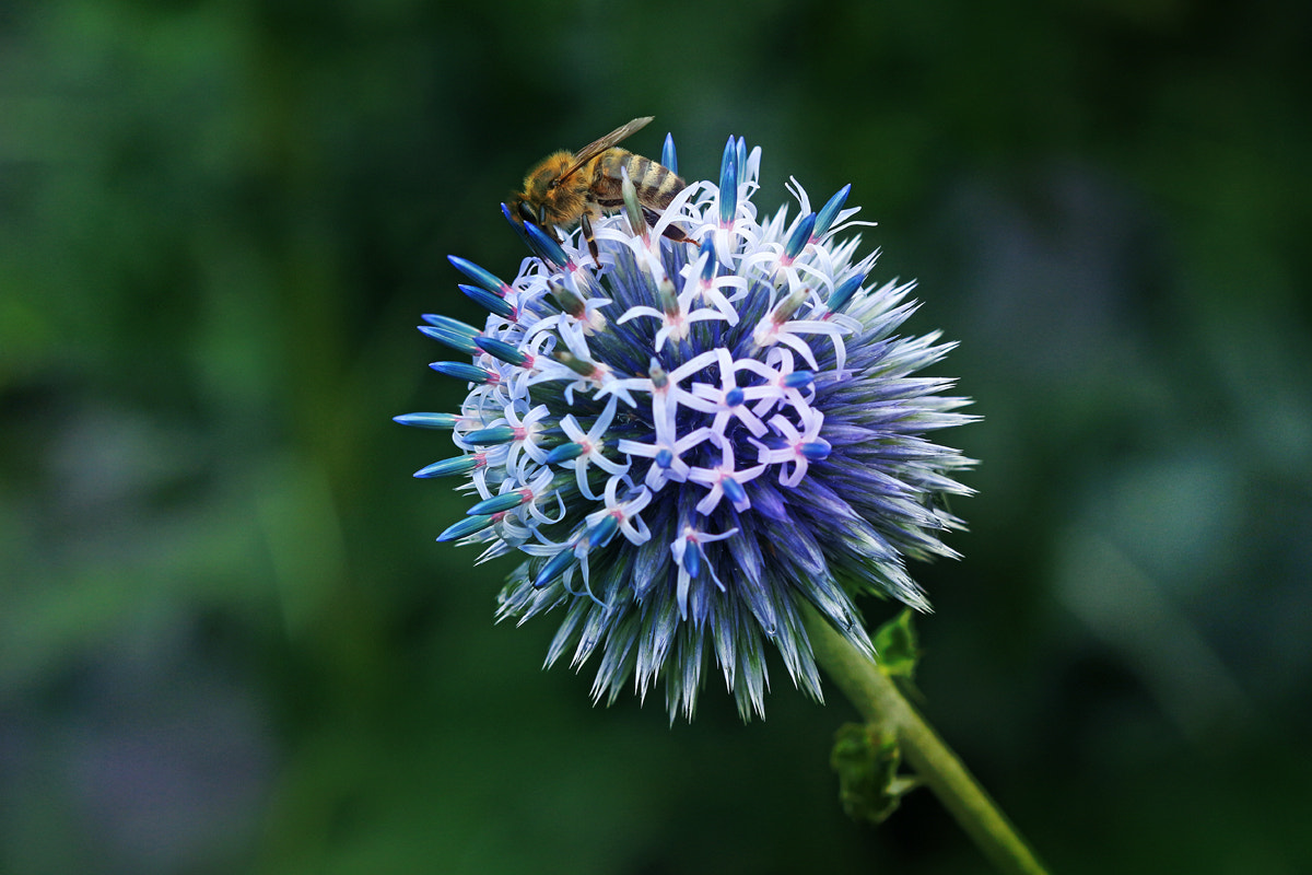 Canon EF 100mm F2.8 Macro USM sample photo. Blue blossom & bee photography