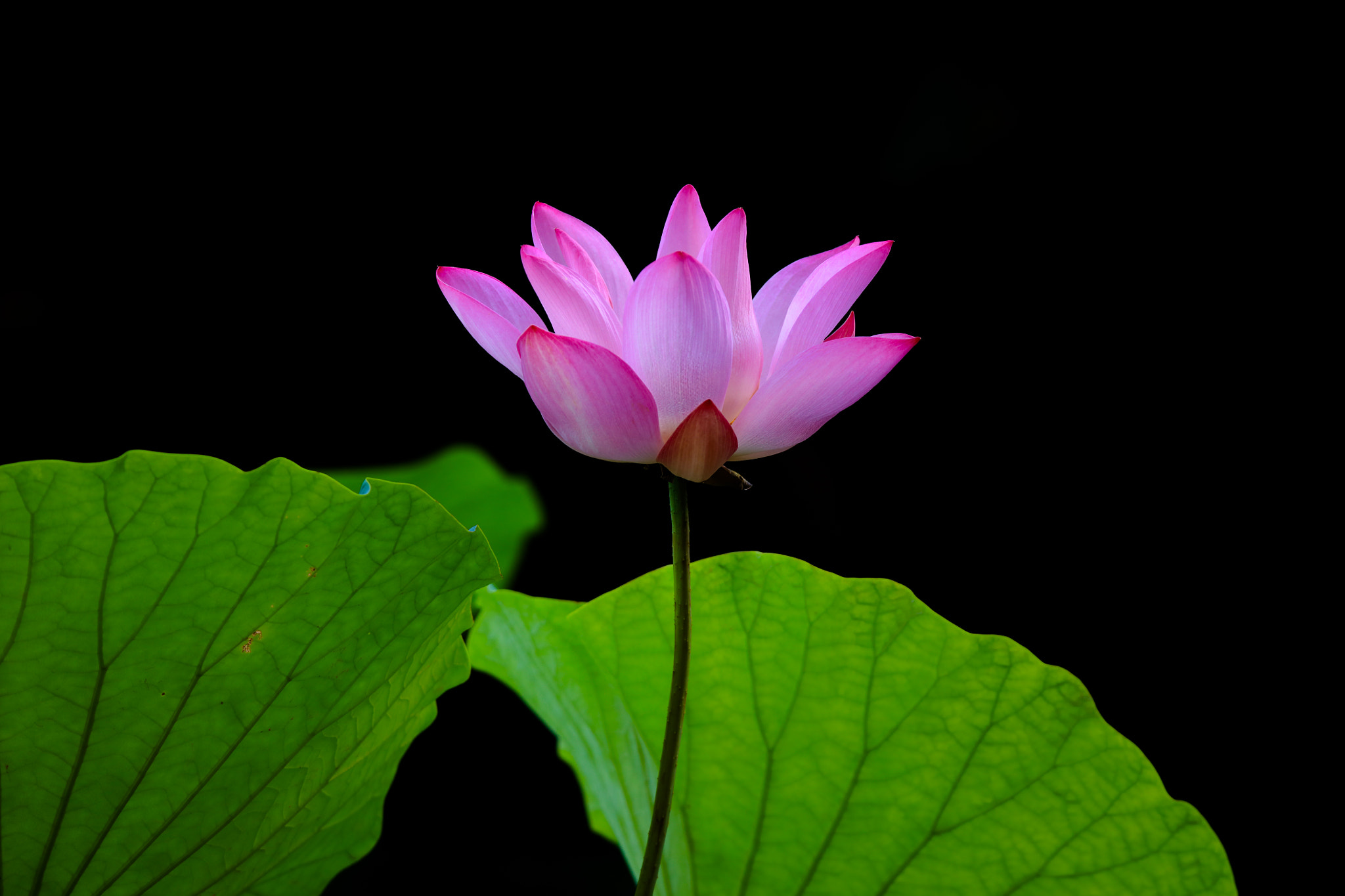 Tamron SP 150-600mm F5-6.3 Di VC USD sample photo. Lotus photography