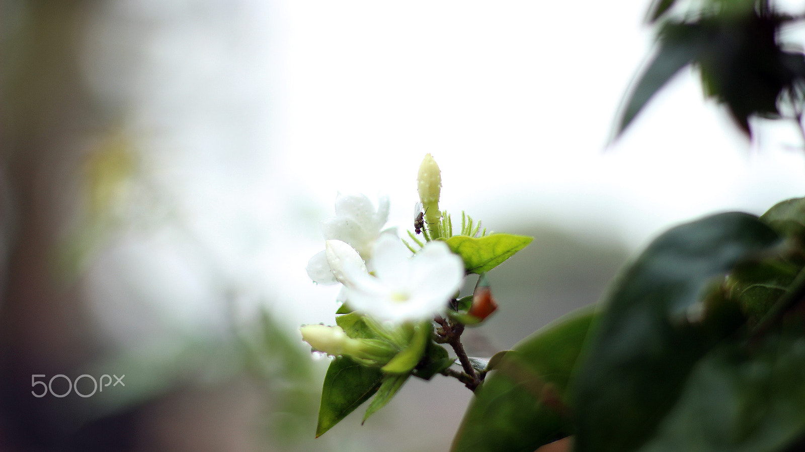 Canon EOS 600D (Rebel EOS T3i / EOS Kiss X5) + Canon EF 50mm F1.8 II sample photo. Flower photography