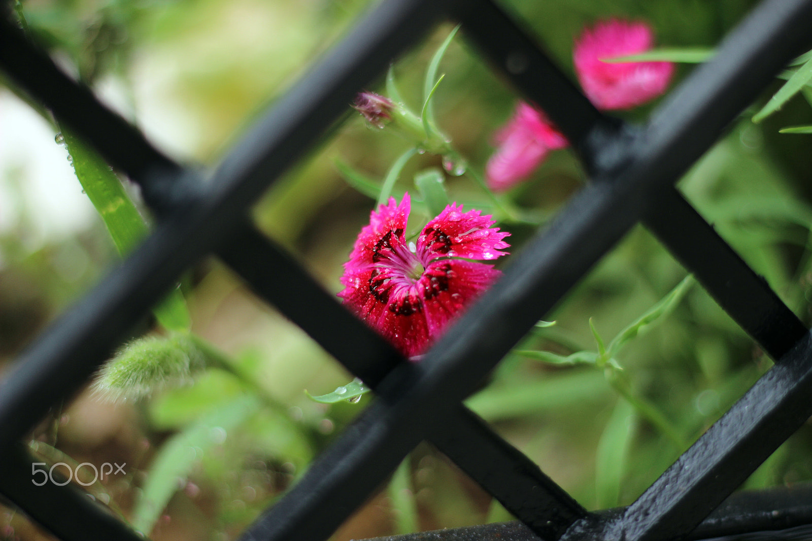 Canon EOS 600D (Rebel EOS T3i / EOS Kiss X5) + Canon EF 50mm F1.8 II sample photo. Bound photography