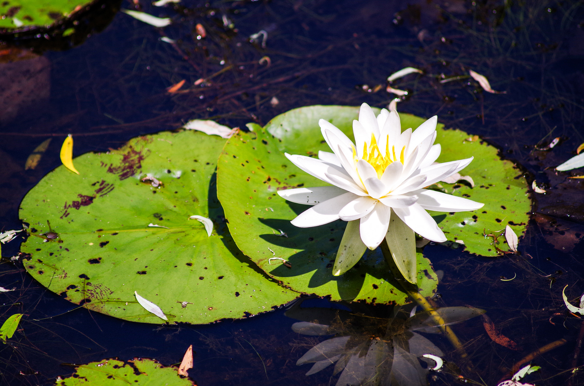 Pentax K-50 + Sigma sample photo. A fine lillypad photography