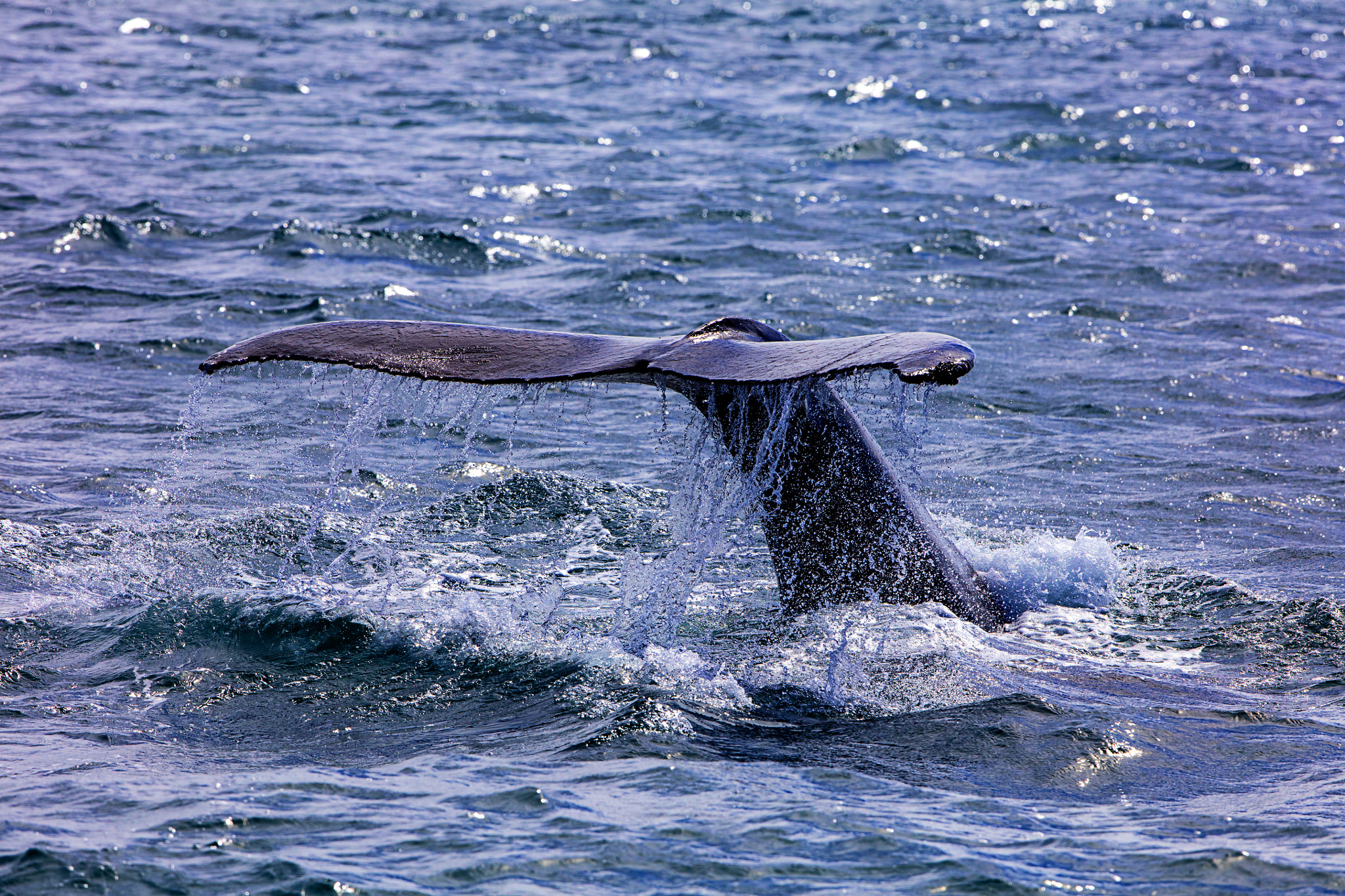 Canon EF 300mm F2.8L IS II USM sample photo. Diving photography
