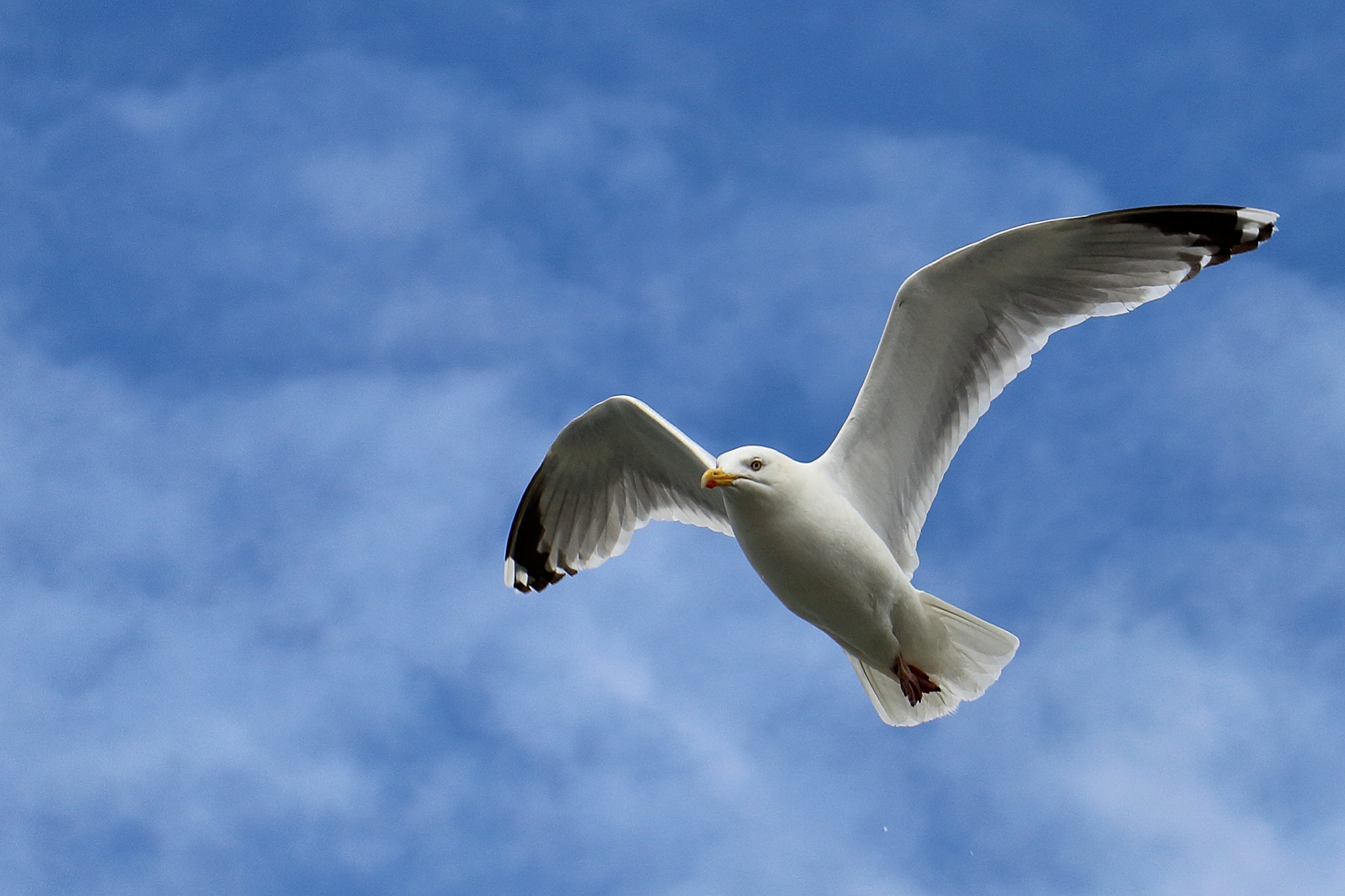 Canon EF-S 17-85mm F4-5.6 IS USM sample photo. Seagull photography