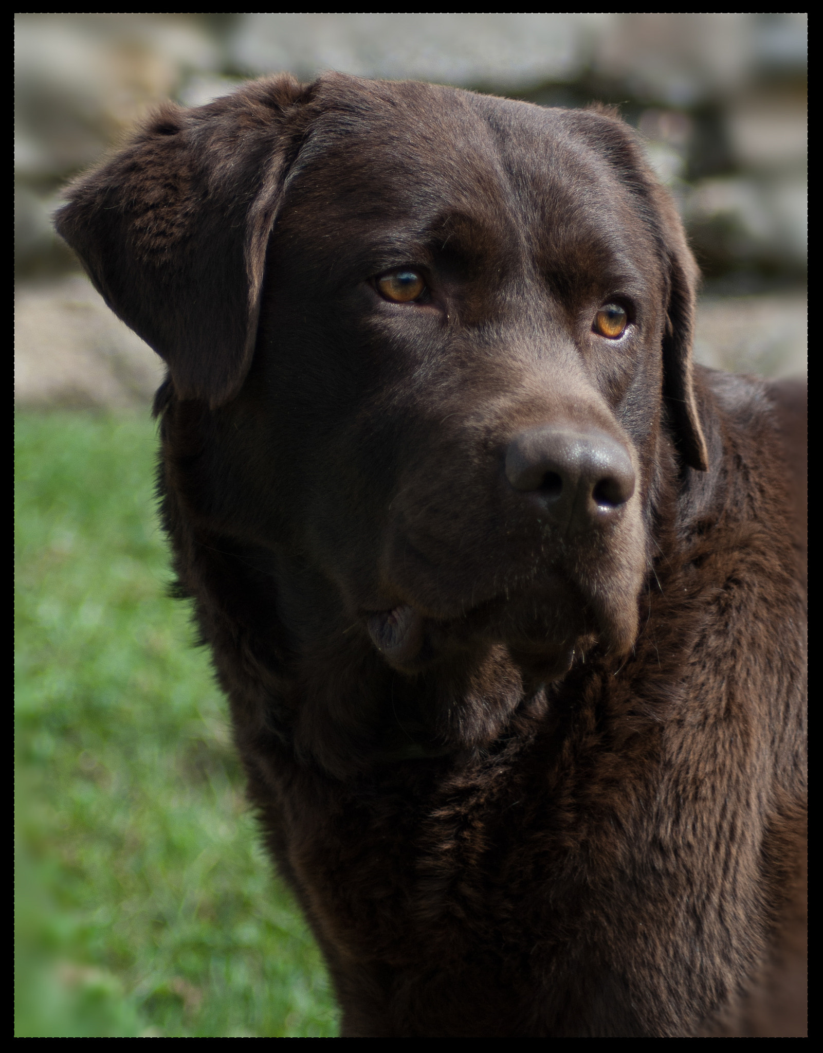 Nikon D3000 sample photo. Baloo photography