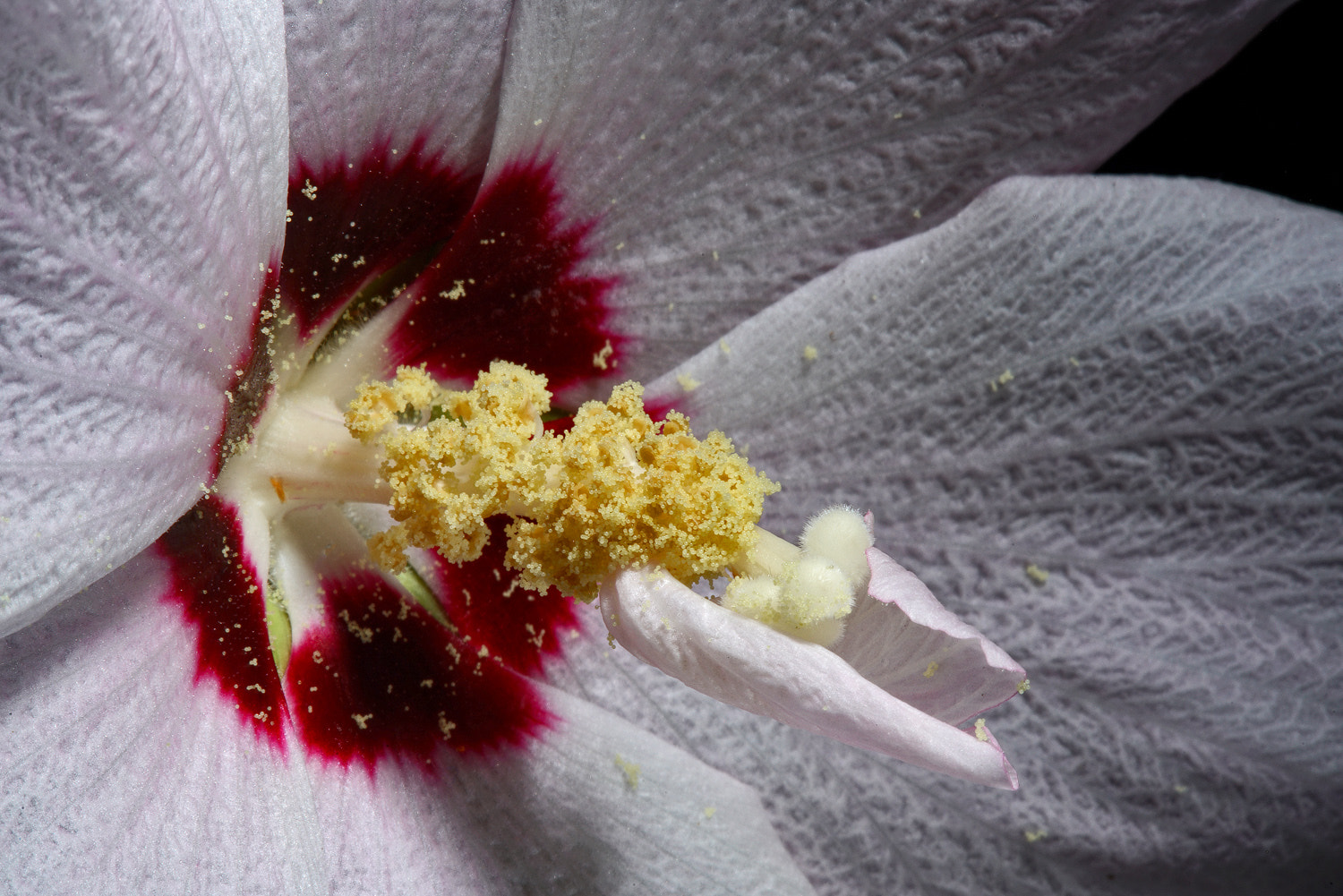 Sony a7R II + 100mm F2.8 SSM sample photo. Rose of sharon detail. photography