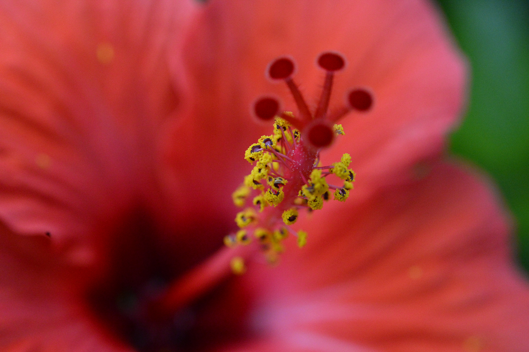 Nikon Df sample photo