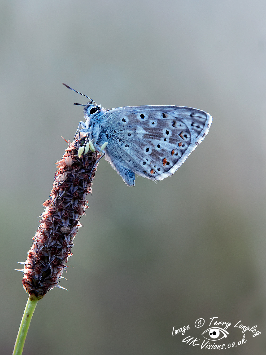 Panasonic Lumix G X Vario 35-100mm F2.8 OIS sample photo. Chalk hill blue photography