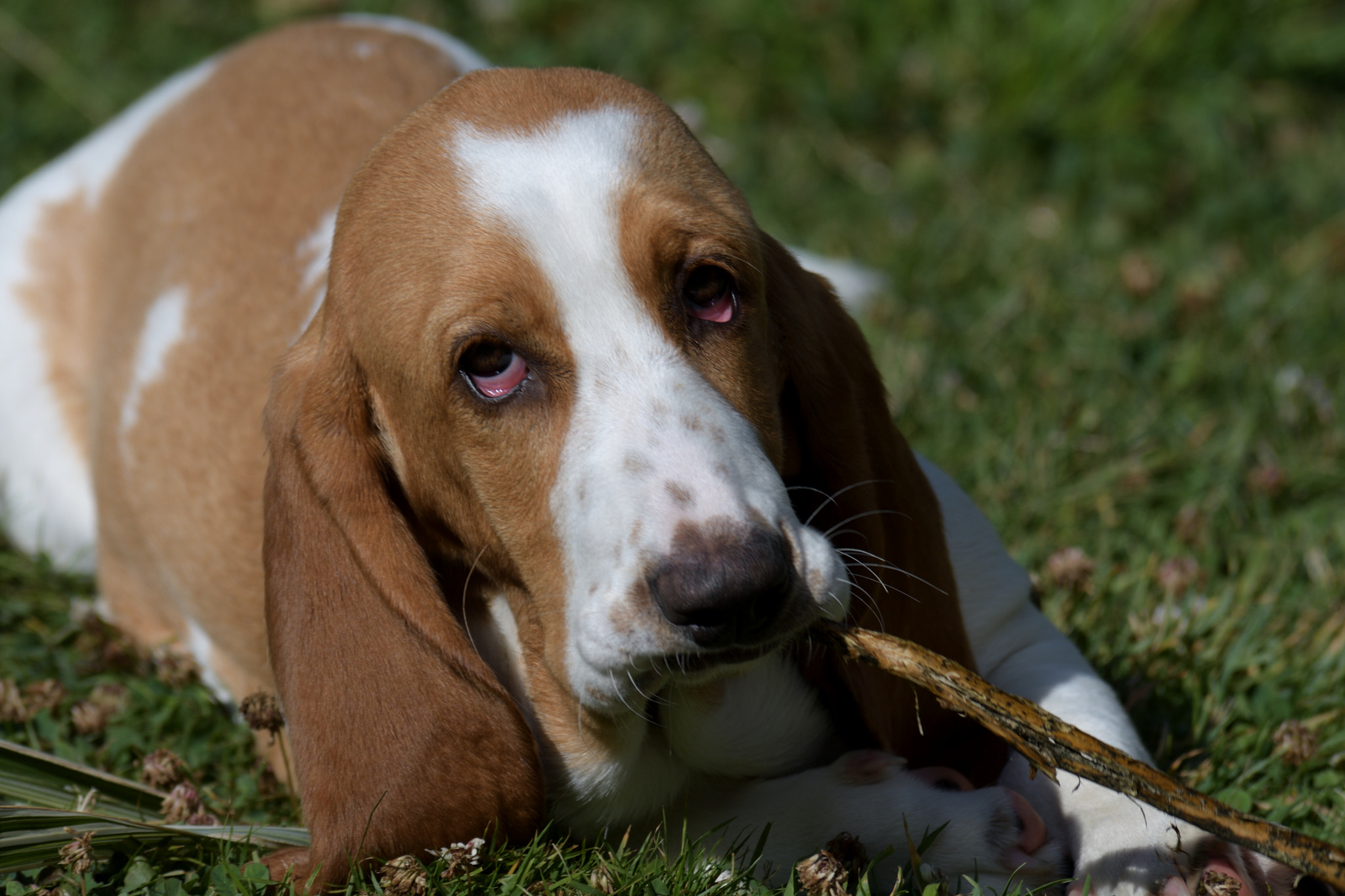 Nikon D500 sample photo. Le regard de mielle photography