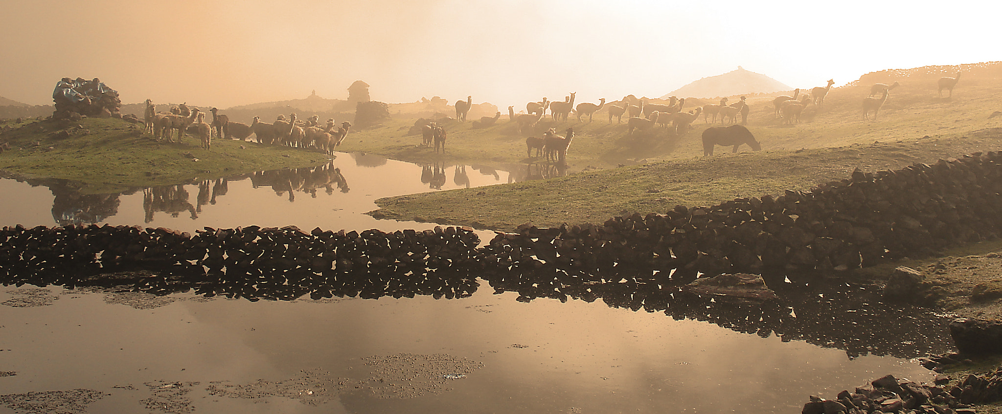 Sony DSC-W50 sample photo. Peru llamas at dawn photography
