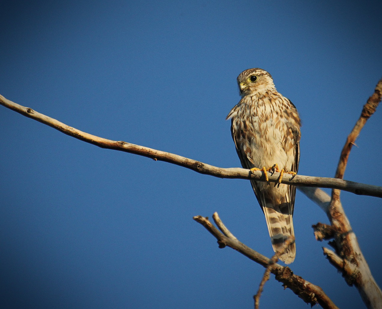 Canon EOS 60D + Canon EF 100-400mm F4.5-5.6L IS USM sample photo. Merlin photography