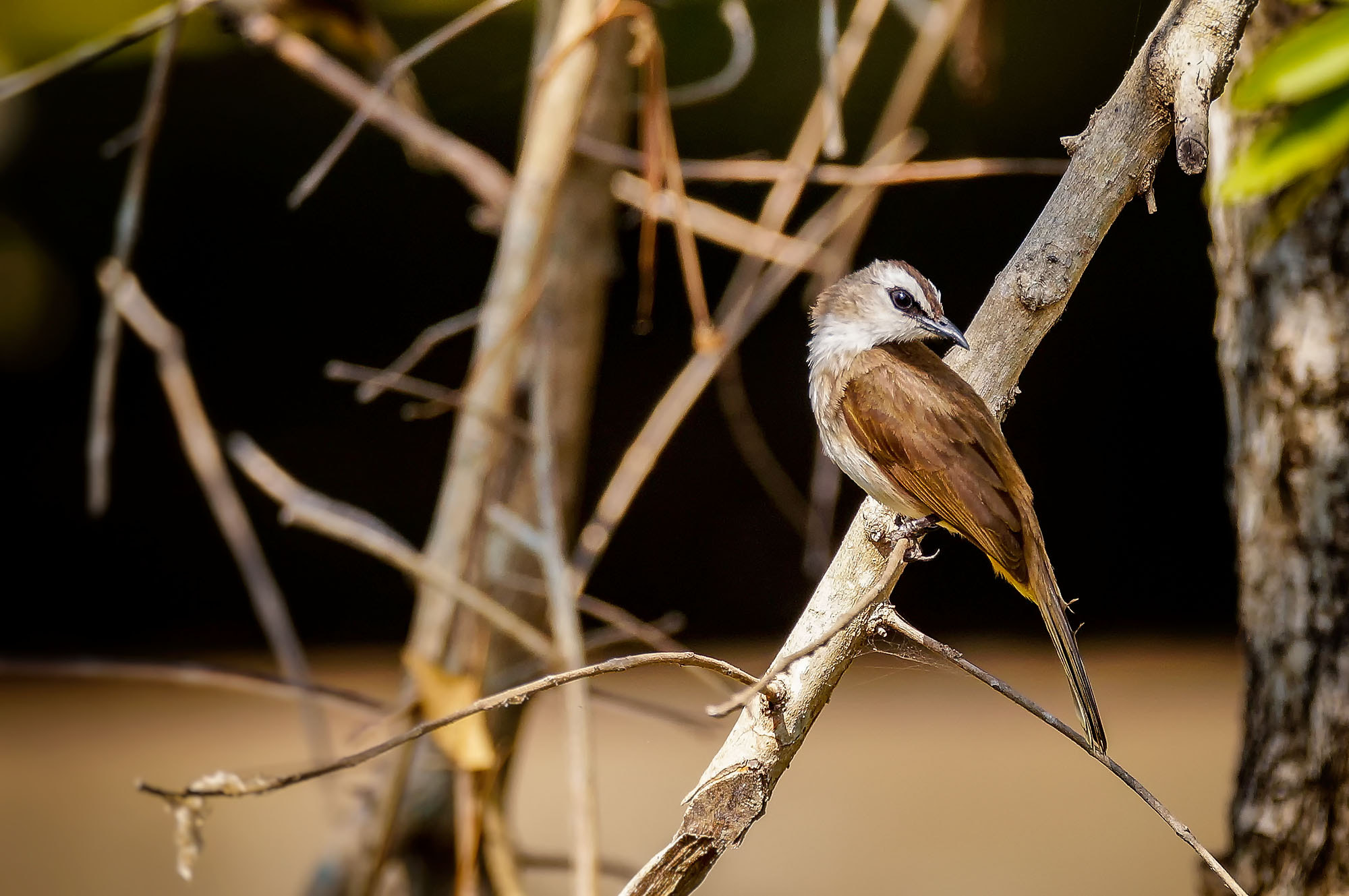 Sony 70-300mm F4.5-5.6 G SSM sample photo. Yellow-vented bulbul photography