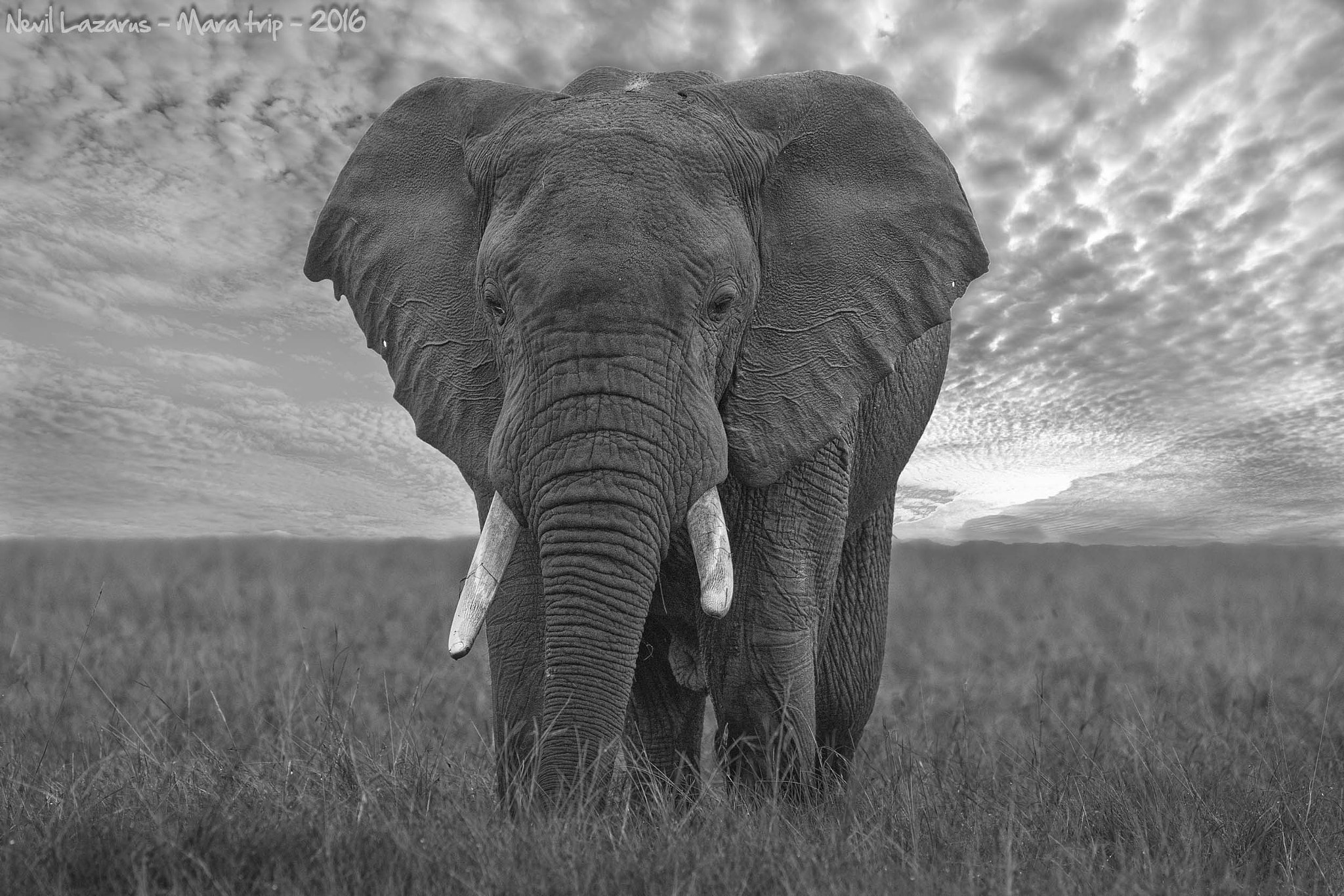 Canon EF 200-400mm F4L IS USM Extender 1.4x sample photo. Elephant - b&w photography