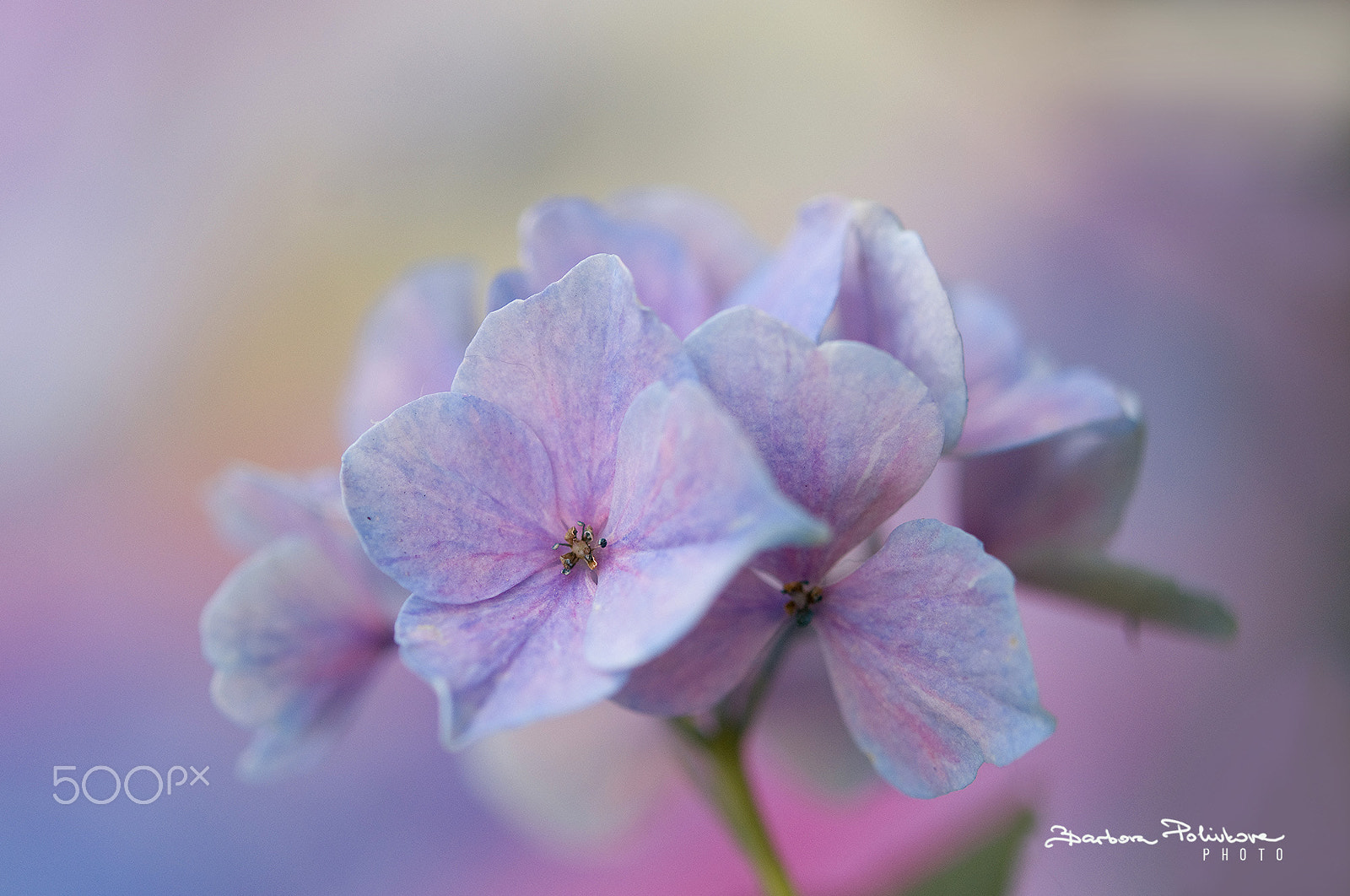 Nikon AF-S Micro-Nikkor 60mm F2.8G ED sample photo. Wearing pastels photography