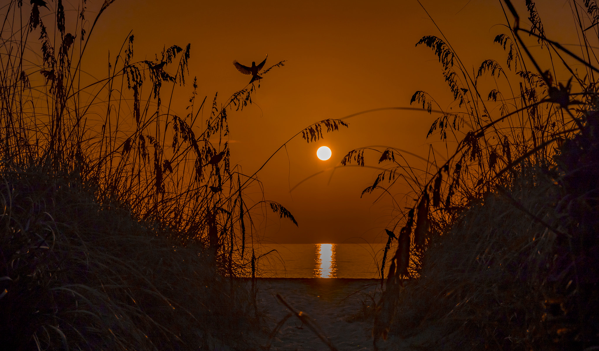 Panasonic Leica DG Nocticron 42.5mm F1.2 ASPH OIS sample photo. Golden morning photography