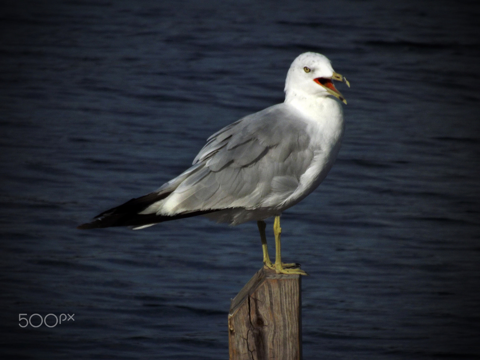 FujiFilm FinePix S3200 (FinePix S3250) sample photo. Surprised seagull photography