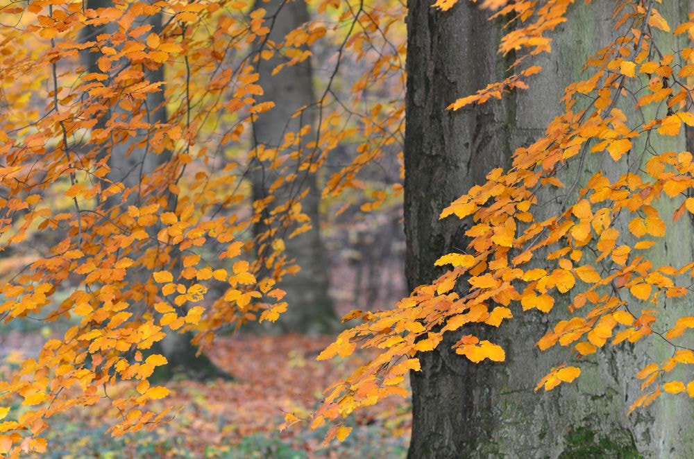 Nikon D7000 + Nikon AF Nikkor 105mm F2D DC sample photo. Searching the beechtrees photography