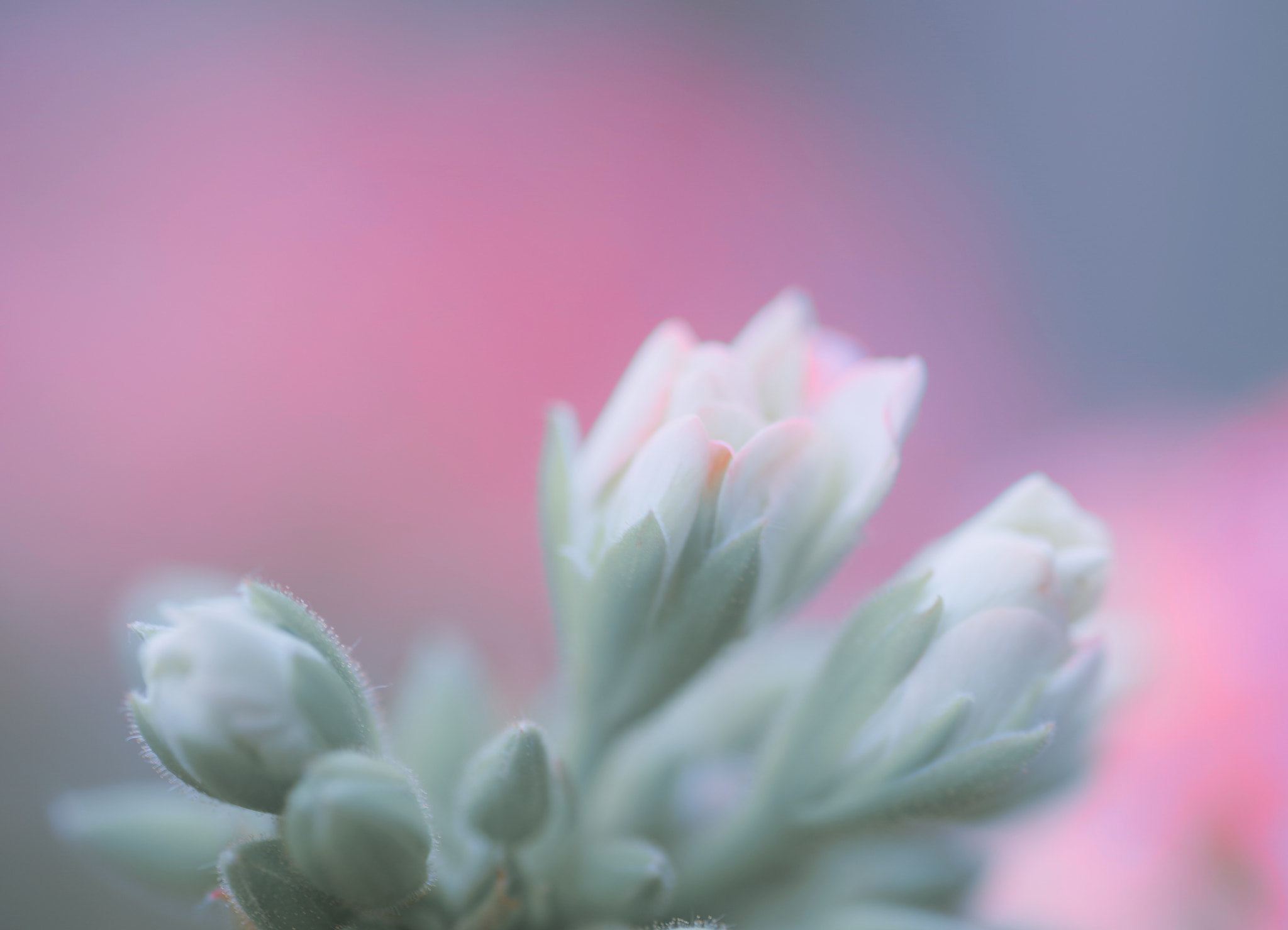 Tamron SP AF 90mm F2.8 Di Macro sample photo. Let the light came to us photography
