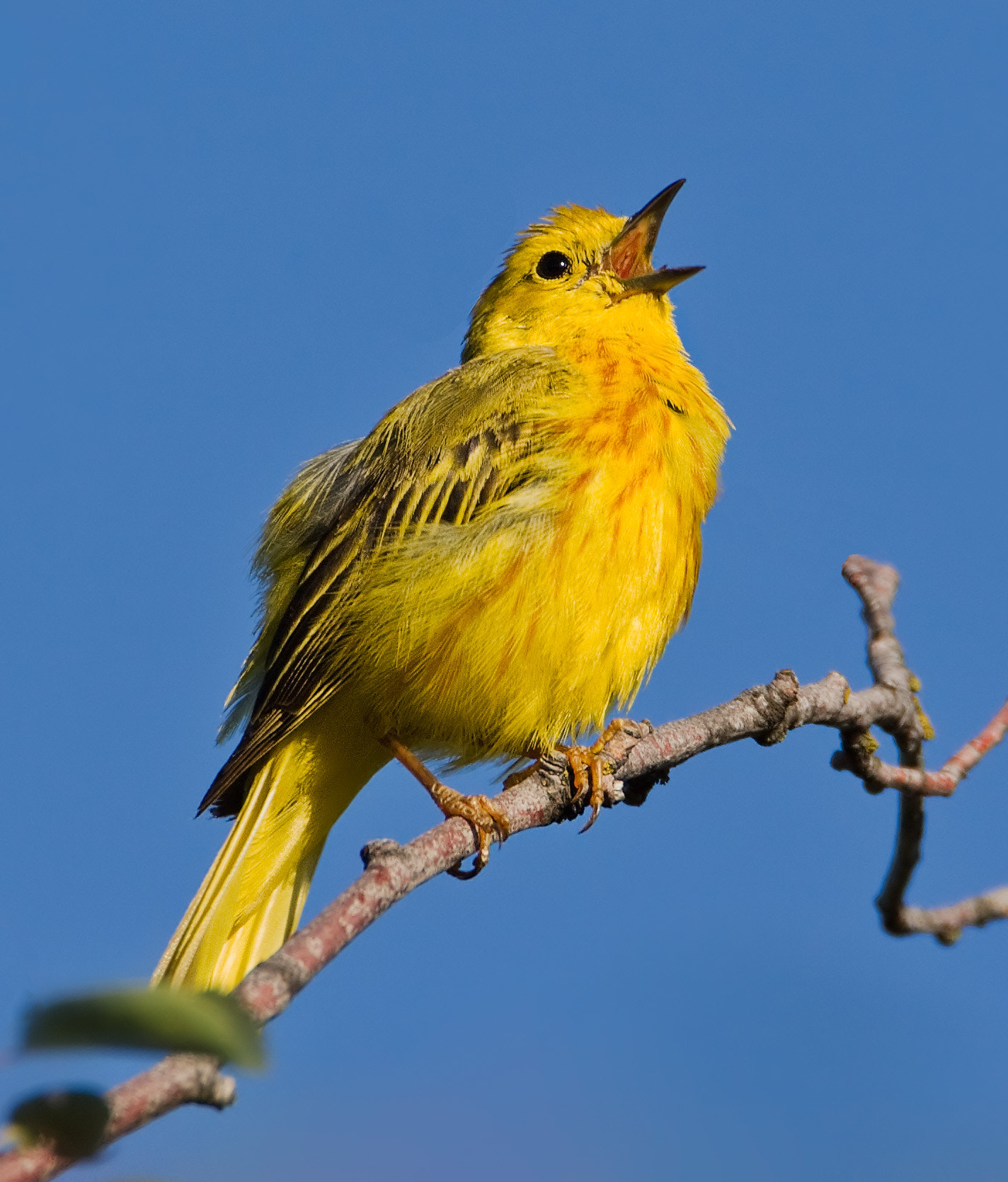 Canon EF 500mm F4L IS USM sample photo. Singing his heart out photography