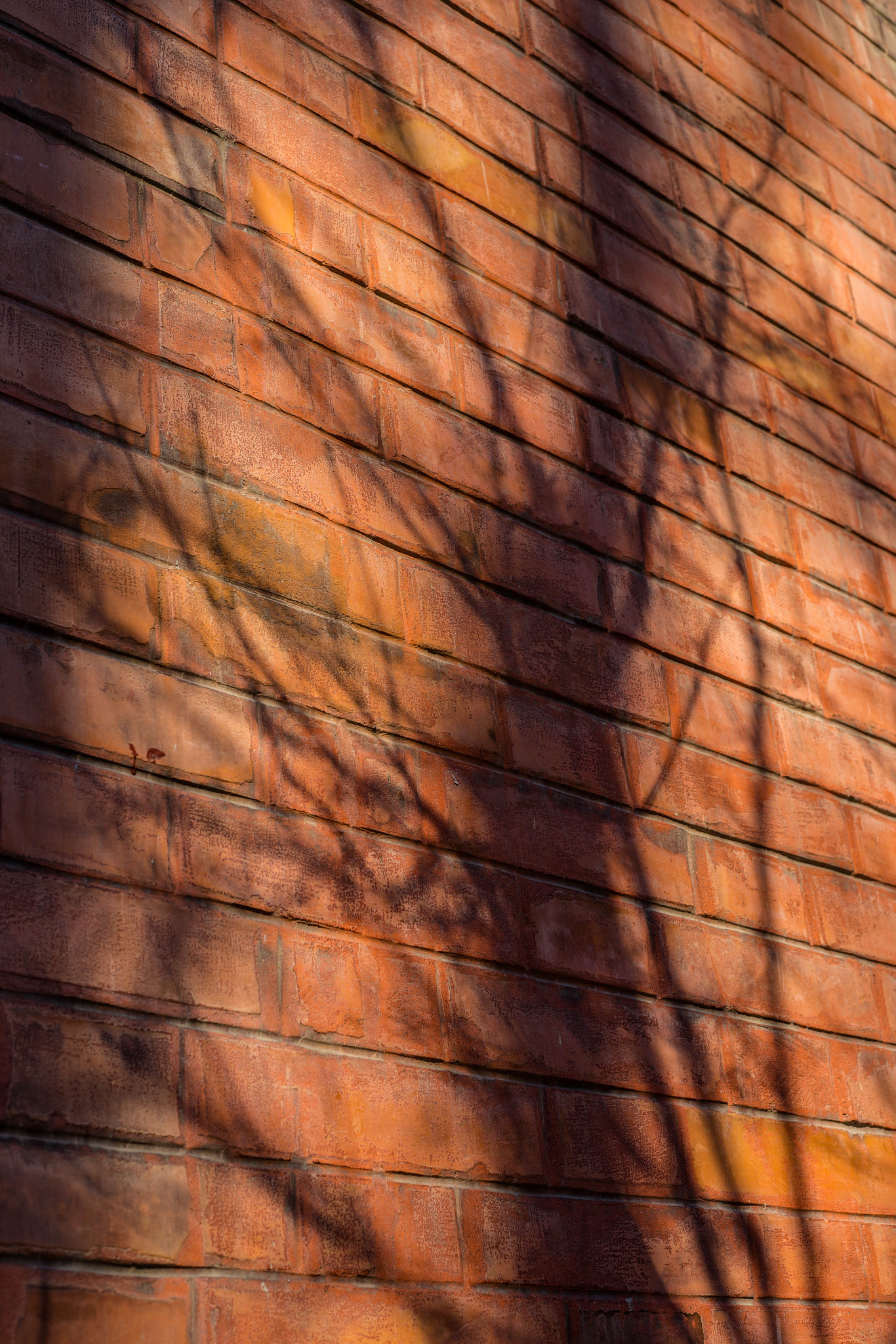 Canon EOS 6D + Canon EF 50mm F1.8 II sample photo. Untitled photography