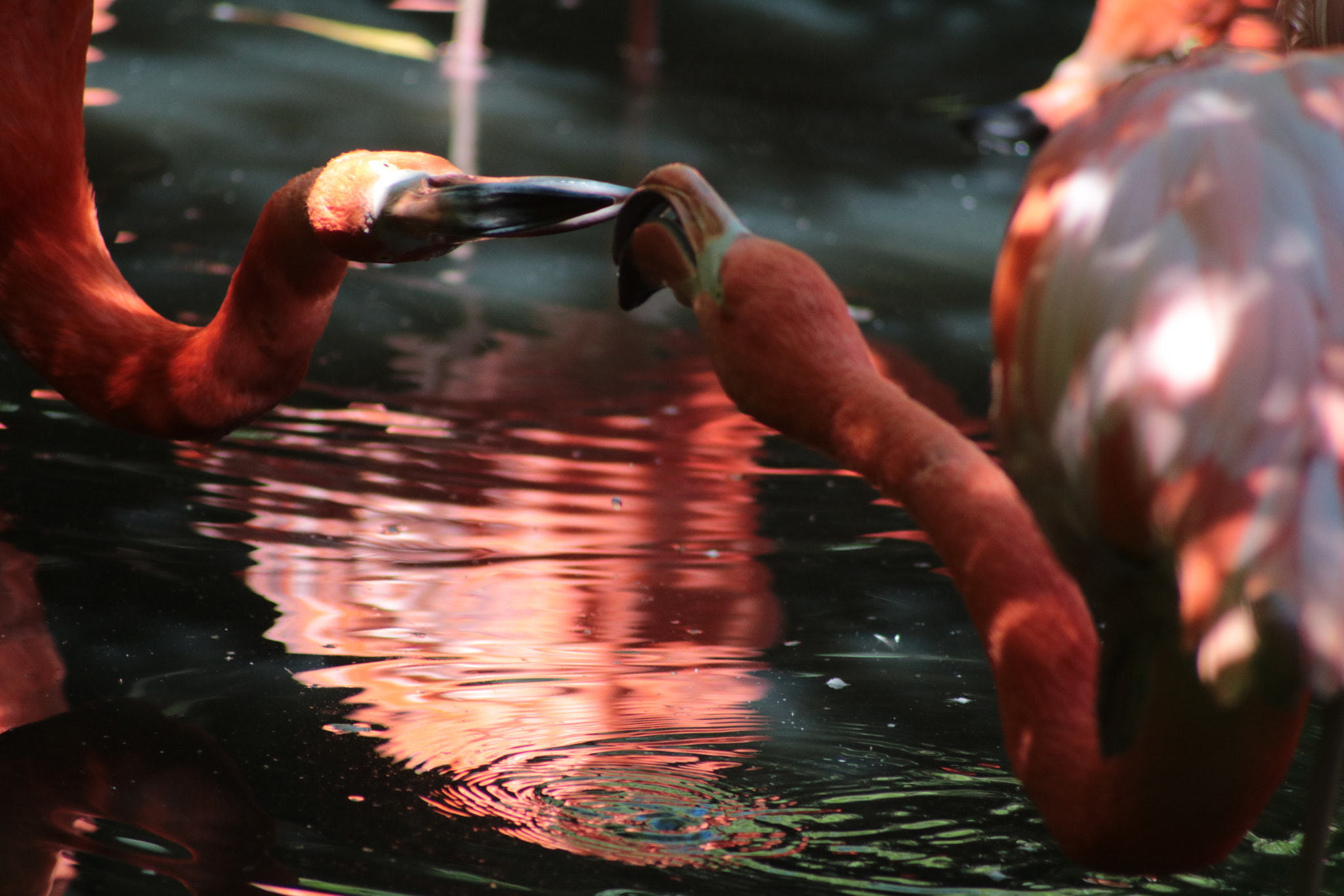 Canon EOS 750D (EOS Rebel T6i / EOS Kiss X8i) sample photo. Flamingo photography
