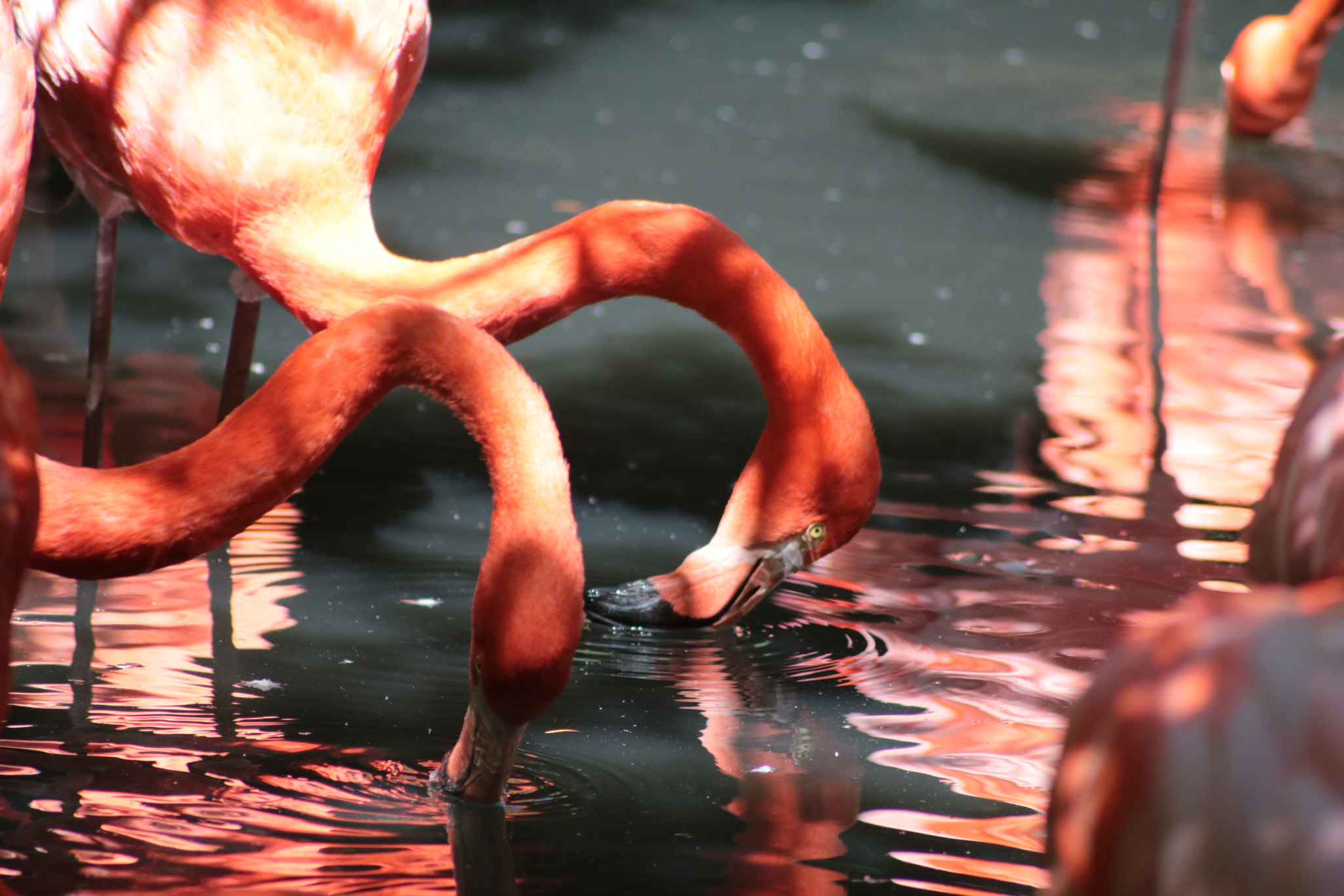 Canon EOS 750D (EOS Rebel T6i / EOS Kiss X8i) sample photo. Flamingo photography