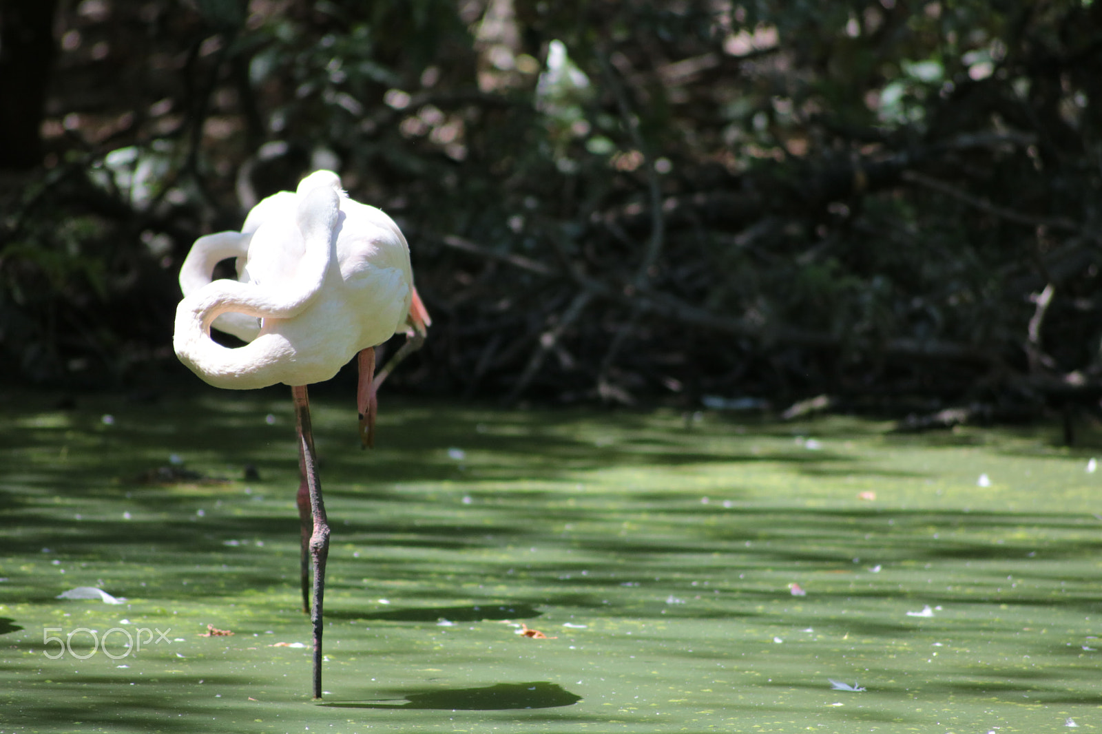 Canon EOS 750D (EOS Rebel T6i / EOS Kiss X8i) sample photo. Flamingo photography