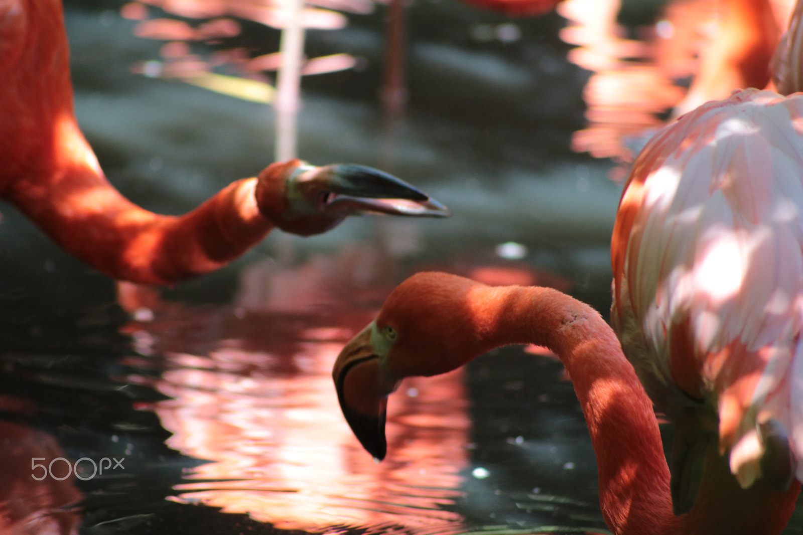 Canon EOS 750D (EOS Rebel T6i / EOS Kiss X8i) sample photo. Flamingo photography