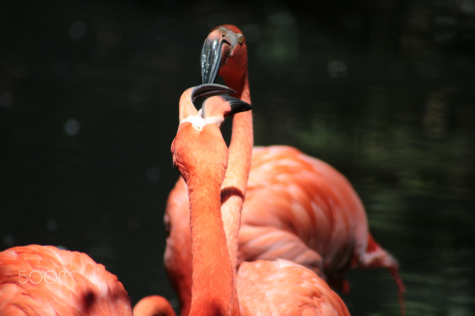 Canon EOS 750D (EOS Rebel T6i / EOS Kiss X8i) sample photo. Flamingo photography