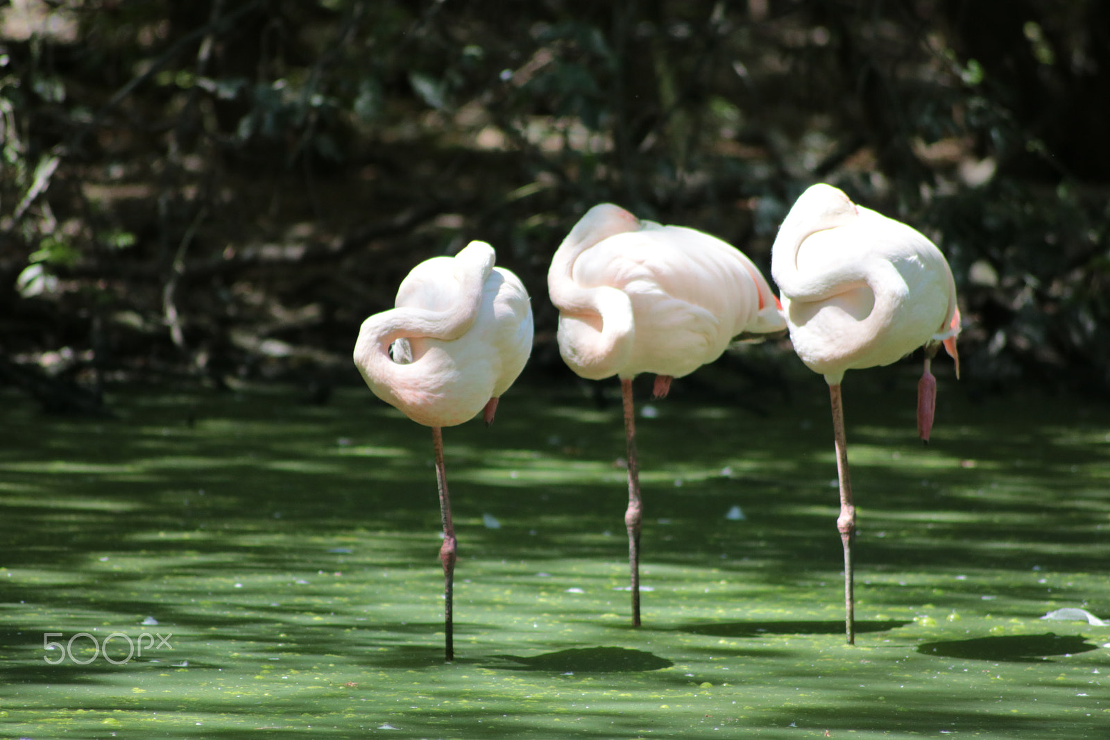Canon EOS 750D (EOS Rebel T6i / EOS Kiss X8i) sample photo. Flamingo photography