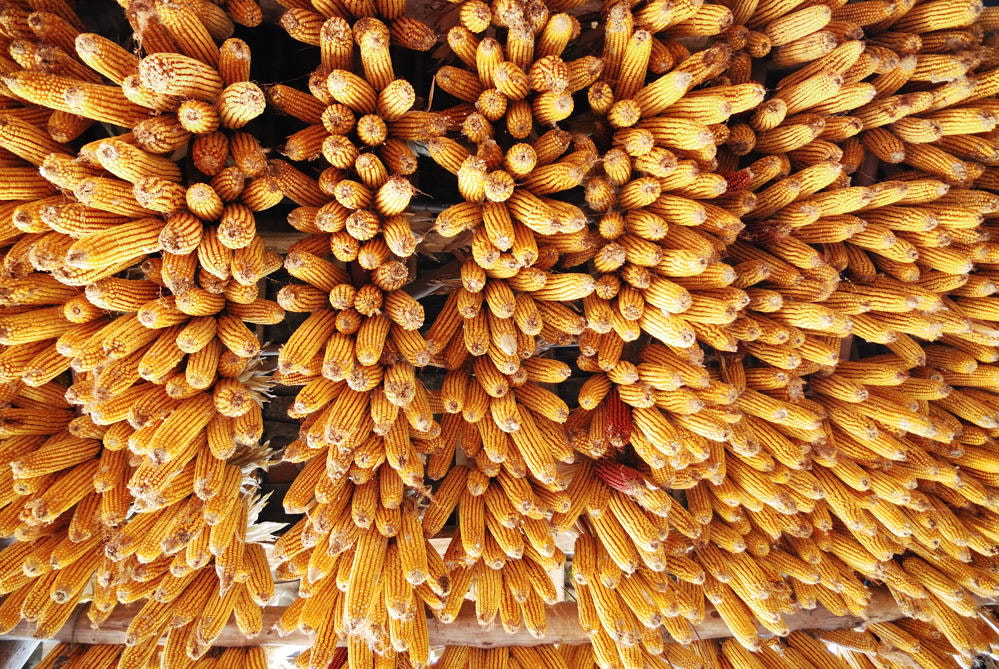 Nikon D80 sample photo. Corns hanging on oof beam photography