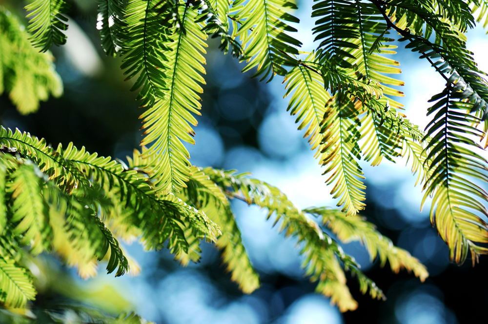 Nikon AF-S Micro-Nikkor 105mm F2.8G IF-ED VR sample photo. Cedar leaves in photography