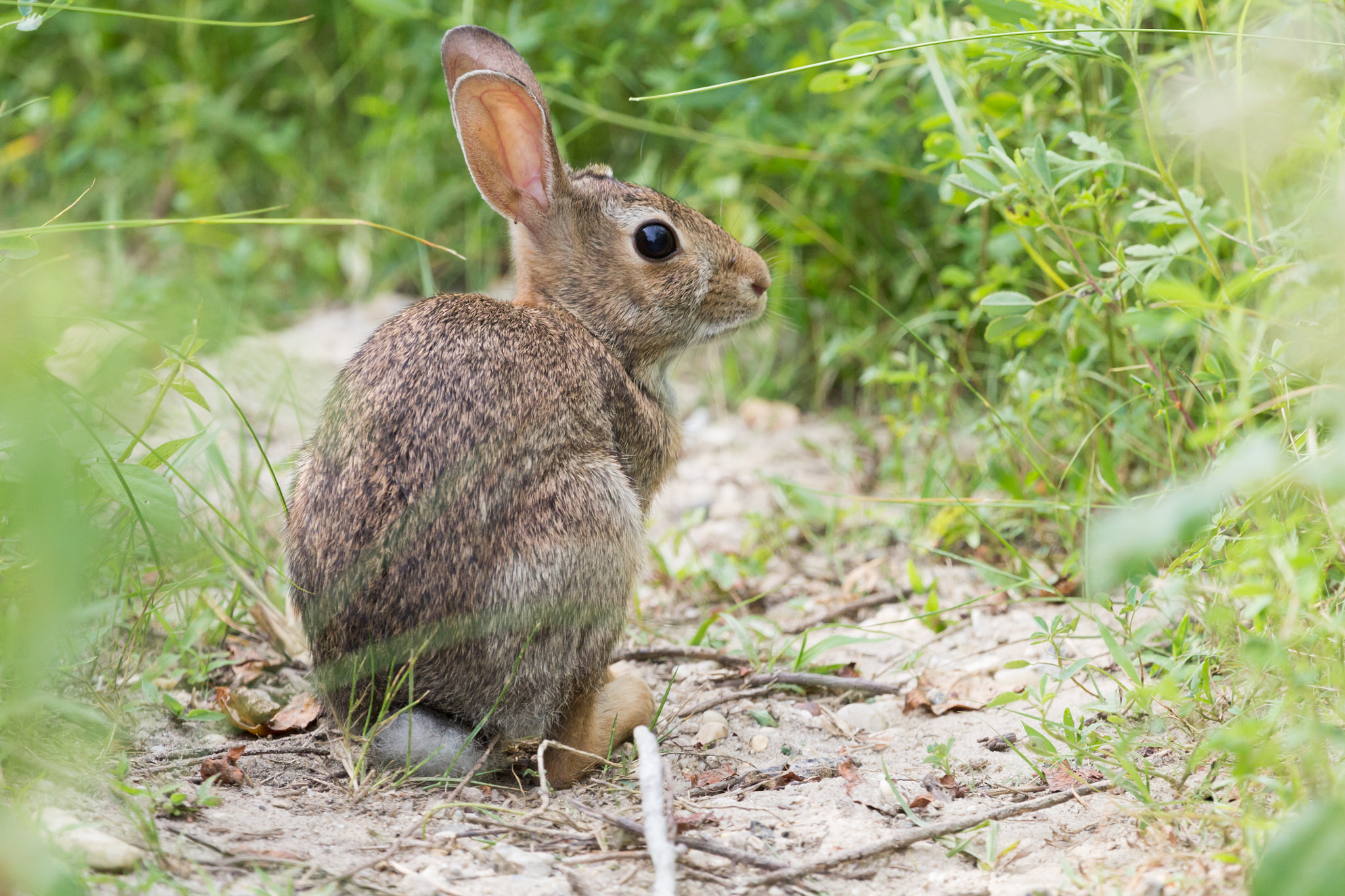 Canon EF 100-400mm F4.5-5.6L IS USM sample photo. Bunny trail photography