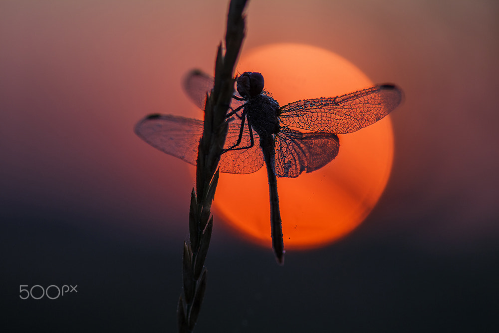 Sigma 105mm F2.8 EX DG Macro sample photo. Morning moments photography